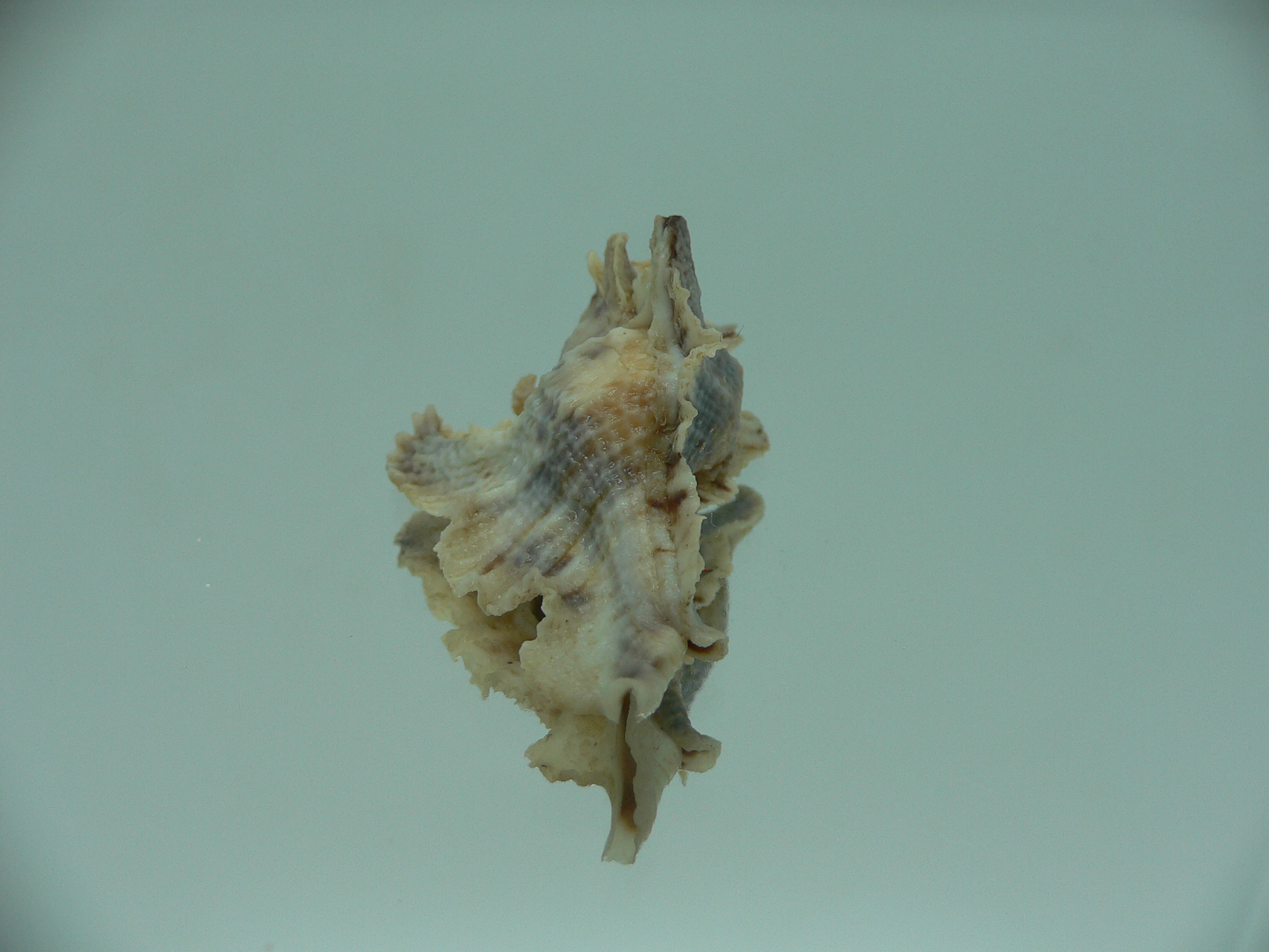 Pterochelus akation BIG ENDEMIC & COLOR