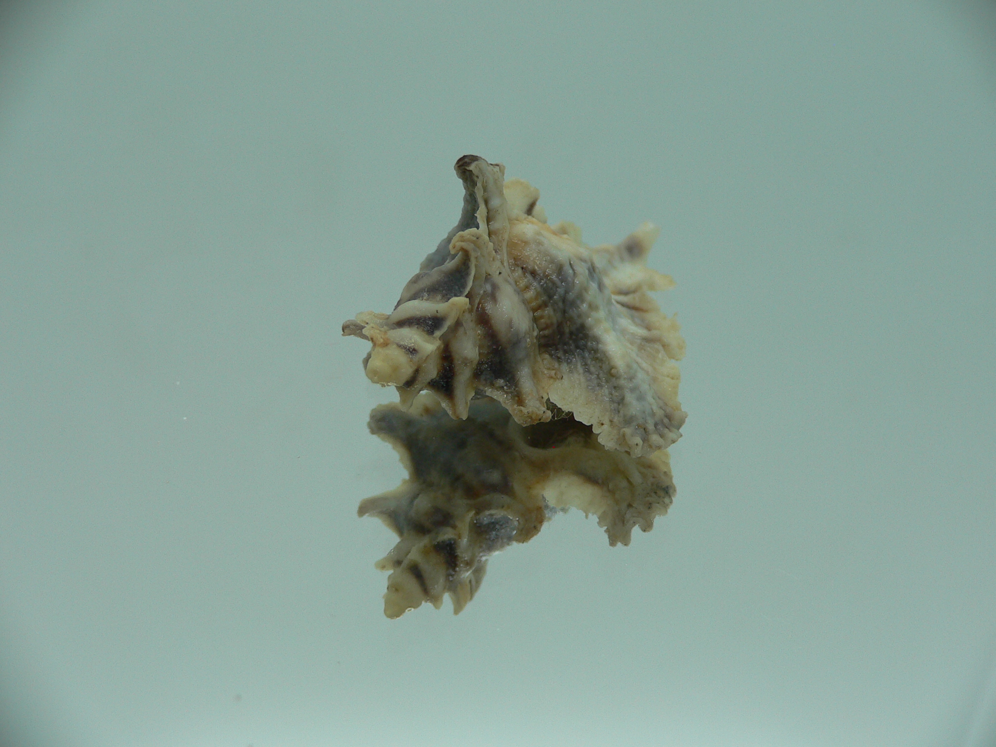 Pterochelus akation BIG ENDEMIC & COLOR