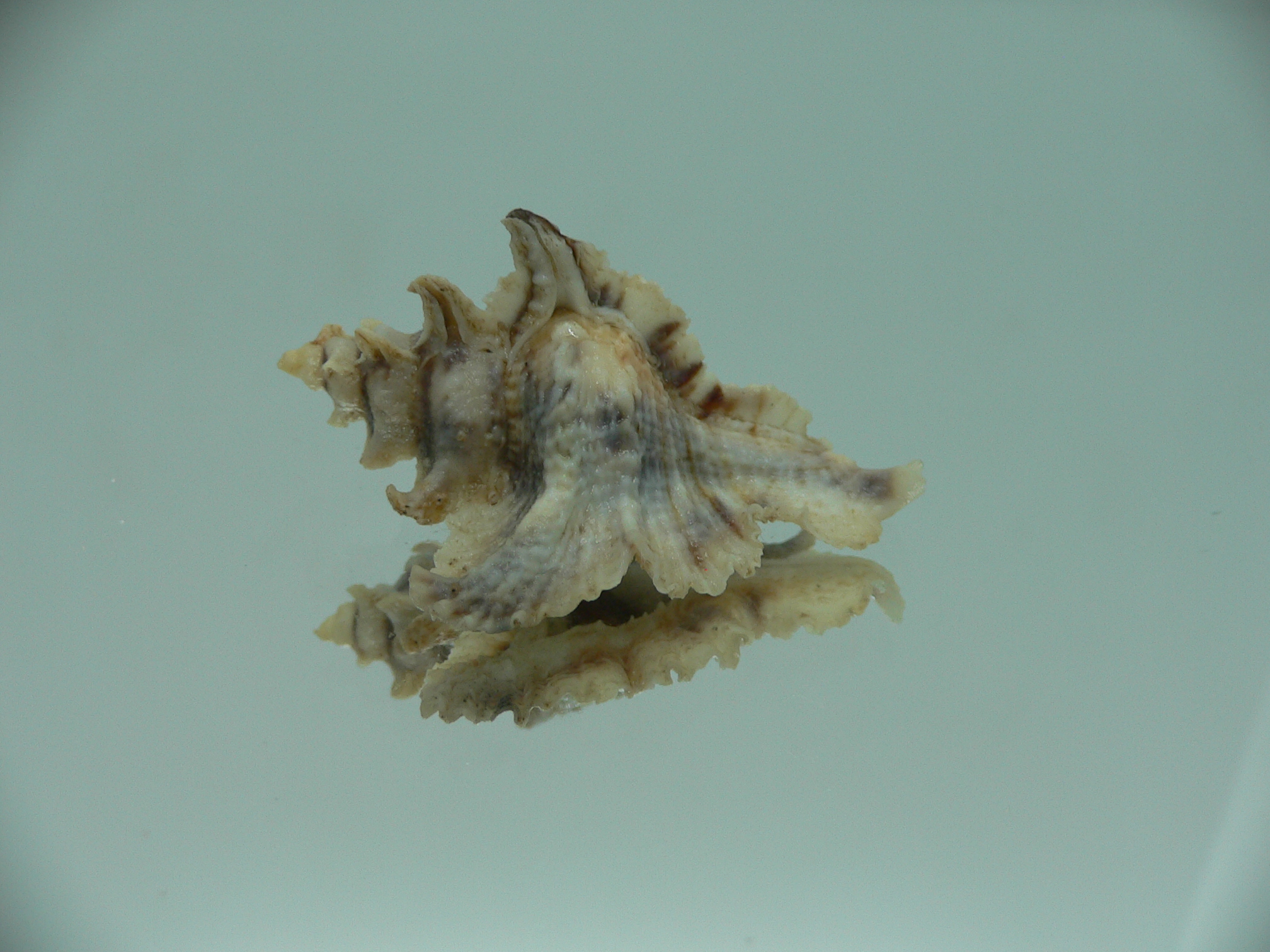 Pterochelus akation BIG ENDEMIC & COLOR
