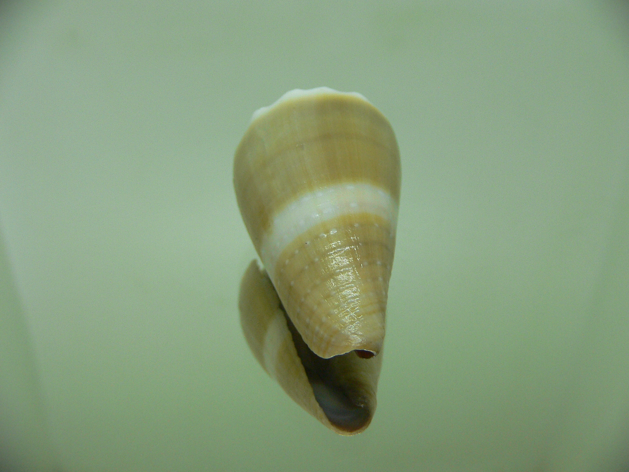 Conus lividus