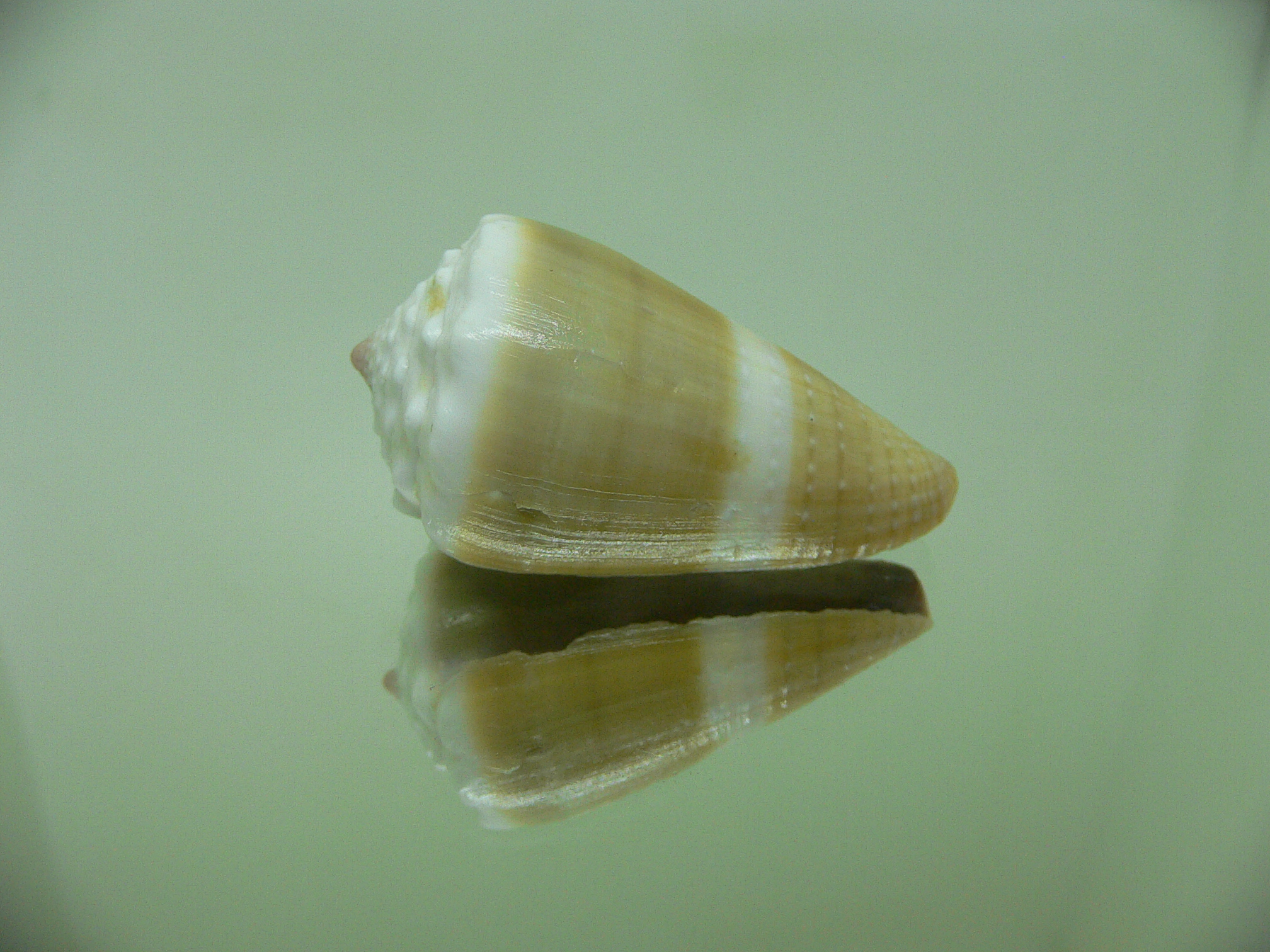 Conus lividus