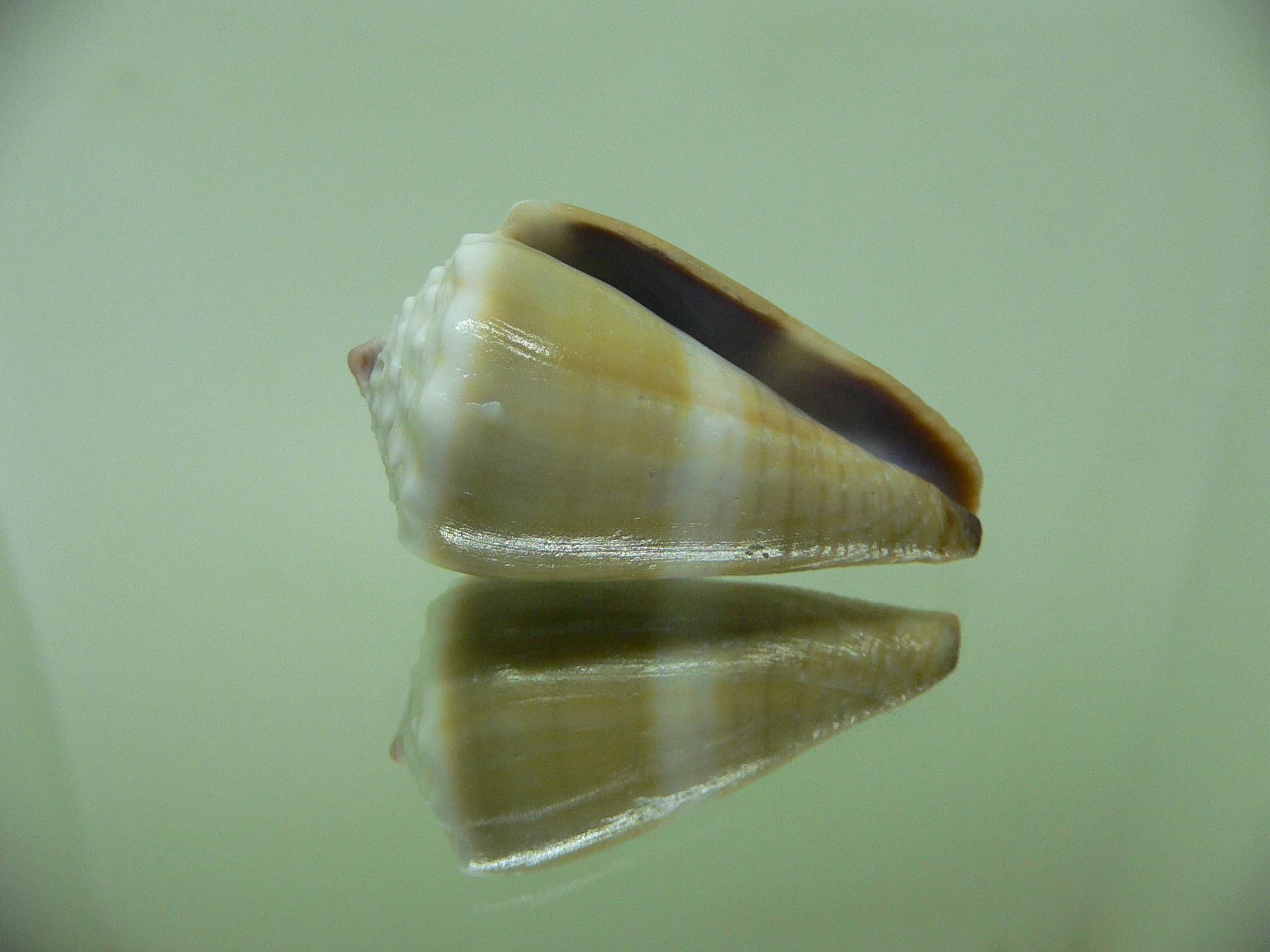 Conus lividus