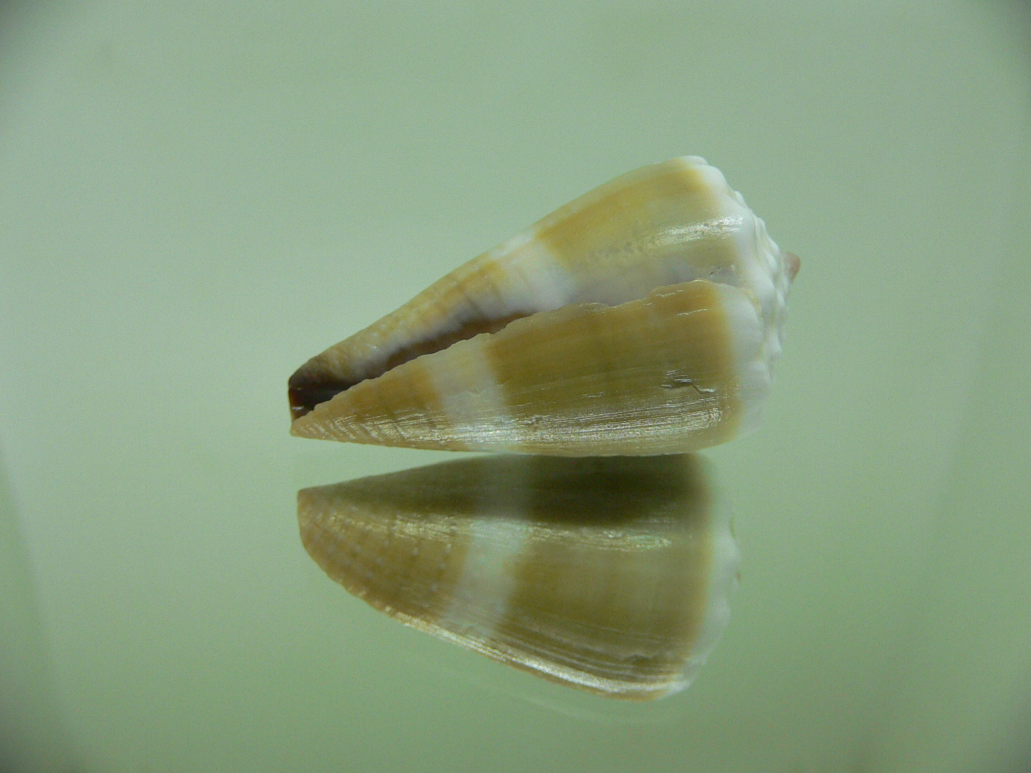 Conus lividus