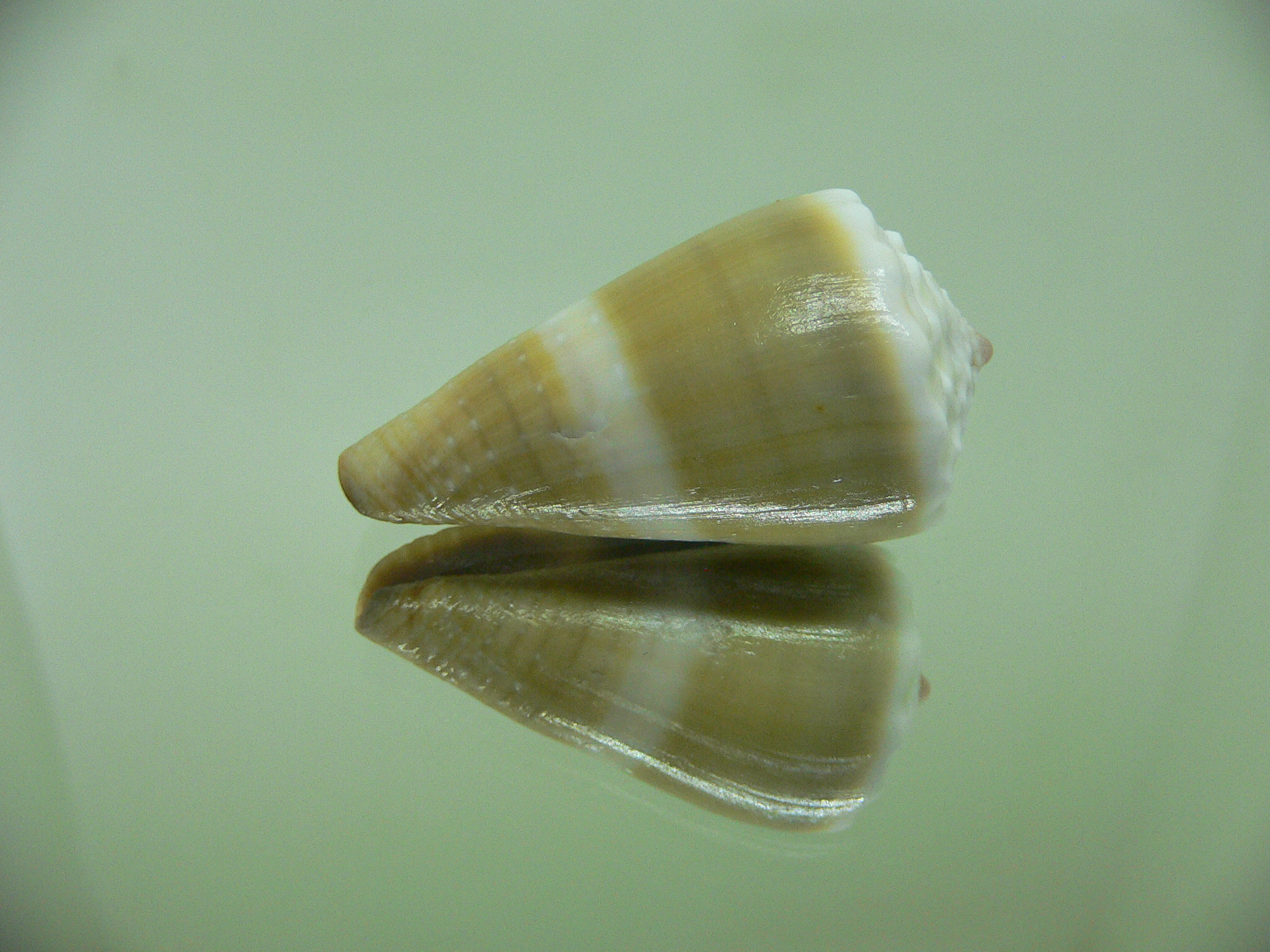 Conus lividus