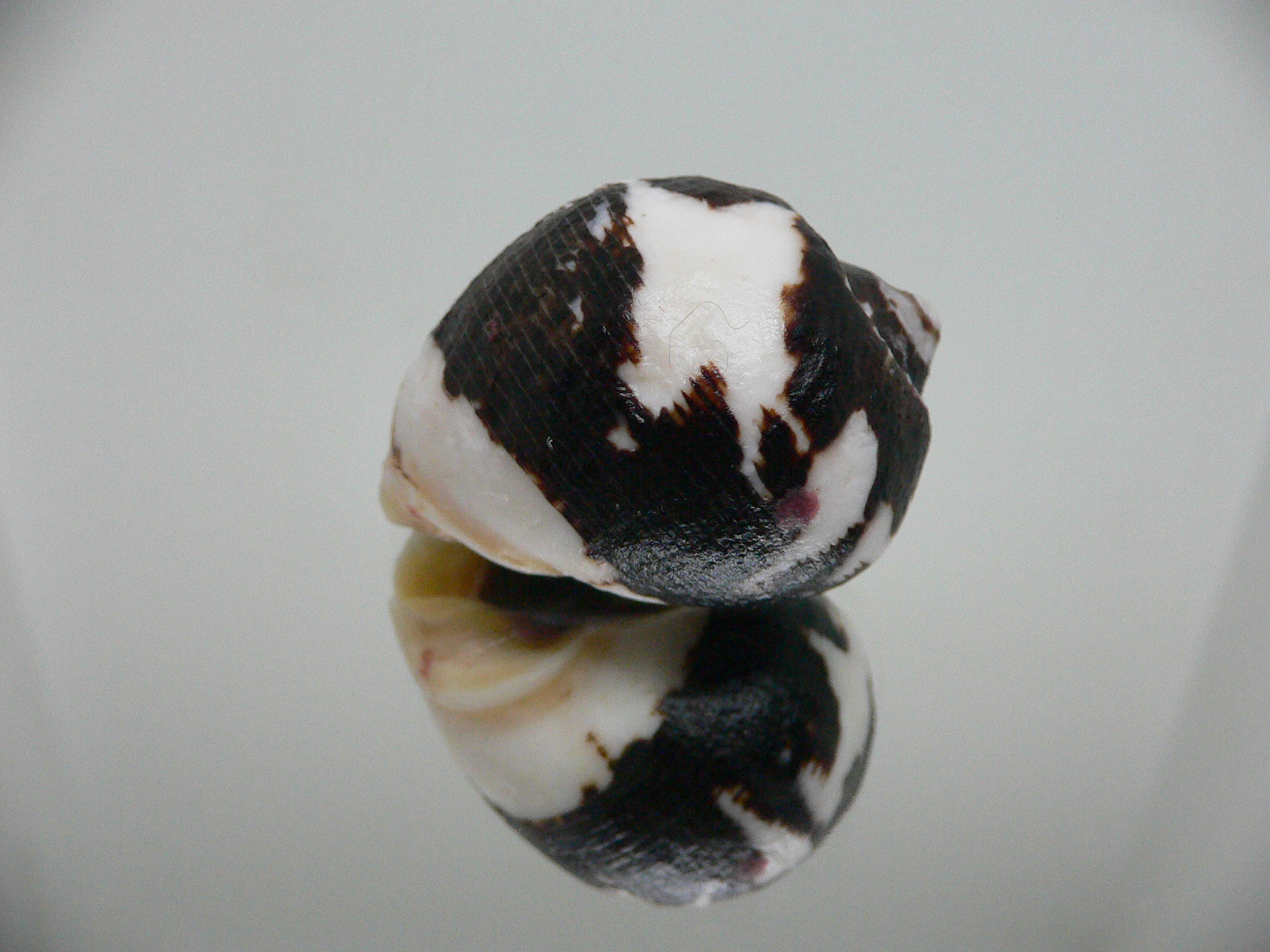 Vasula melones BICOLOR