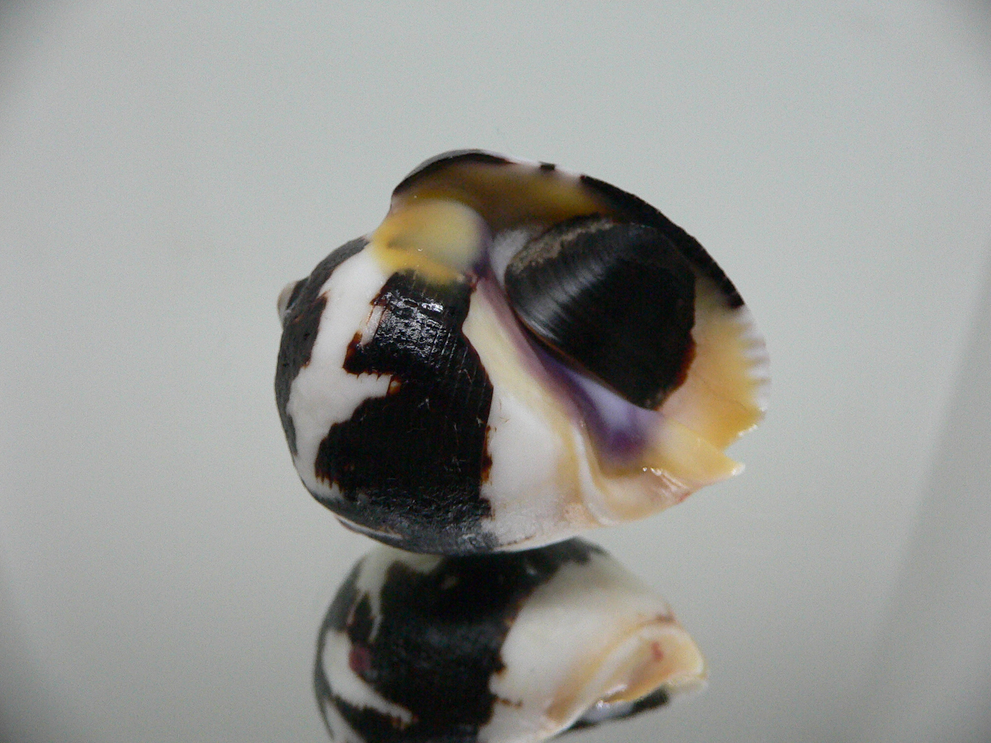 Vasula melones BICOLOR