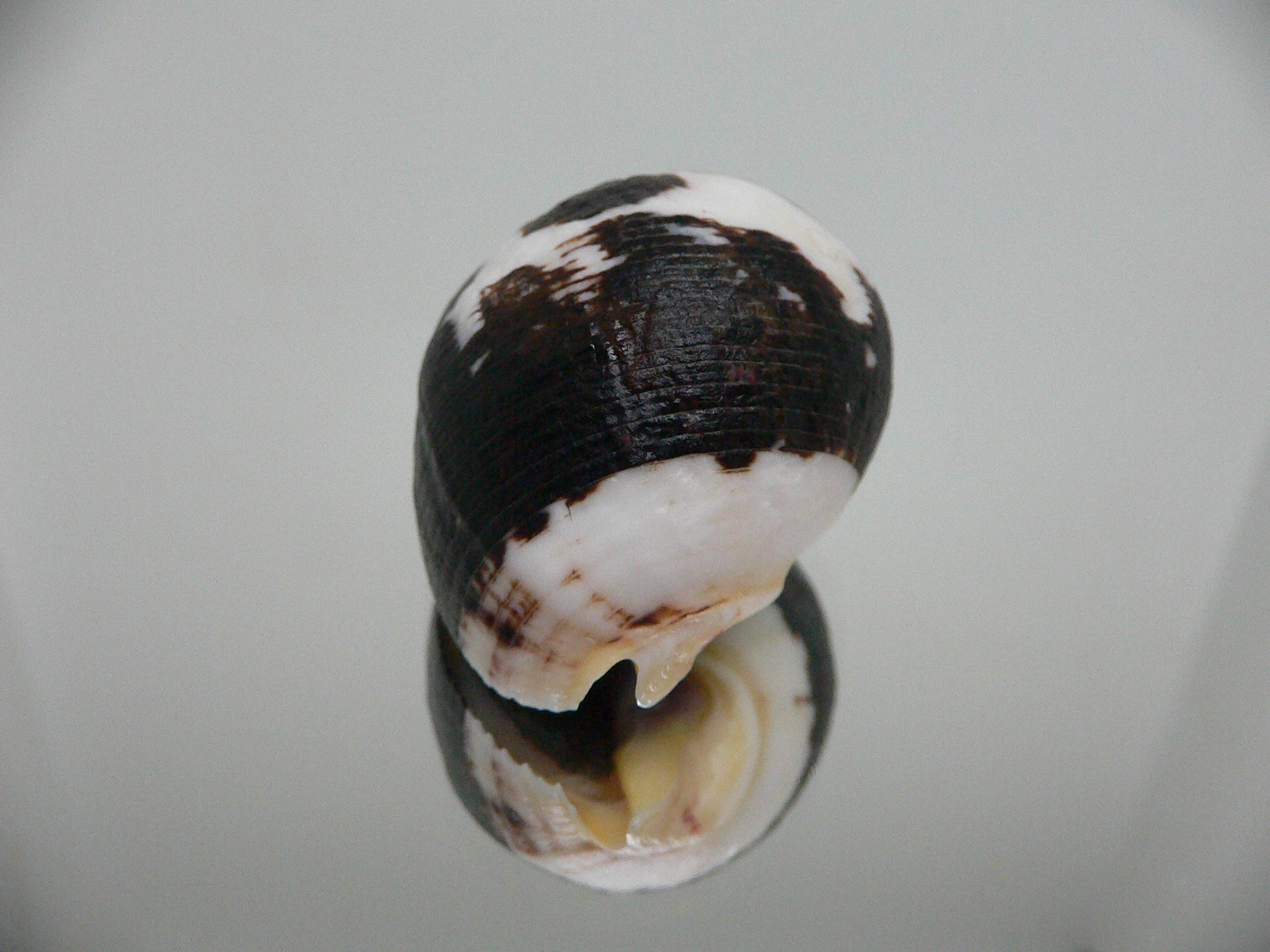 Vasula melones BICOLOR