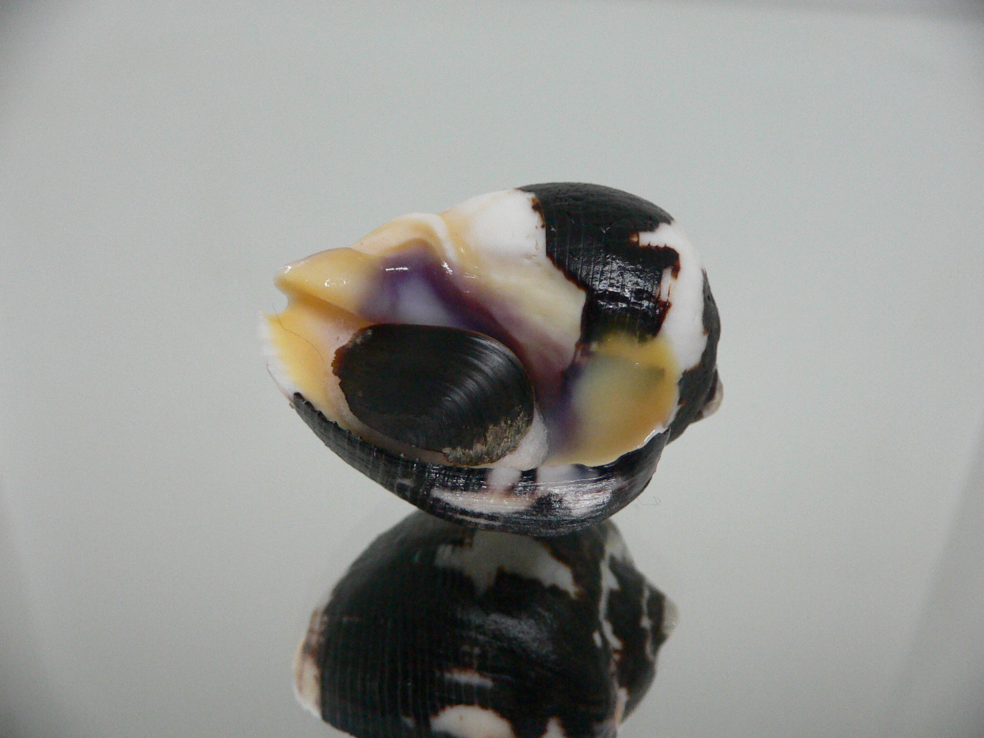 Vasula melones BICOLOR