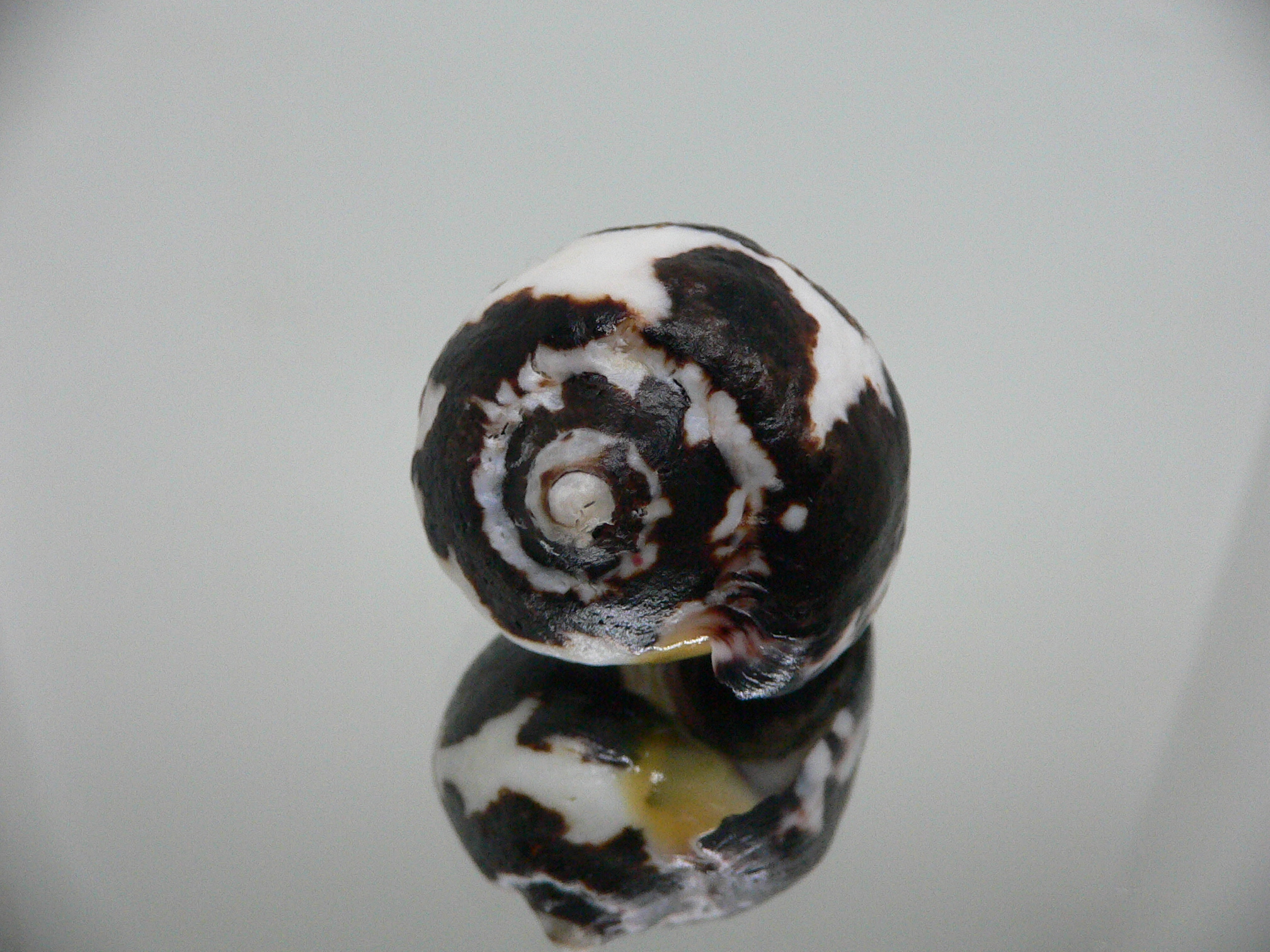 Vasula melones BICOLOR