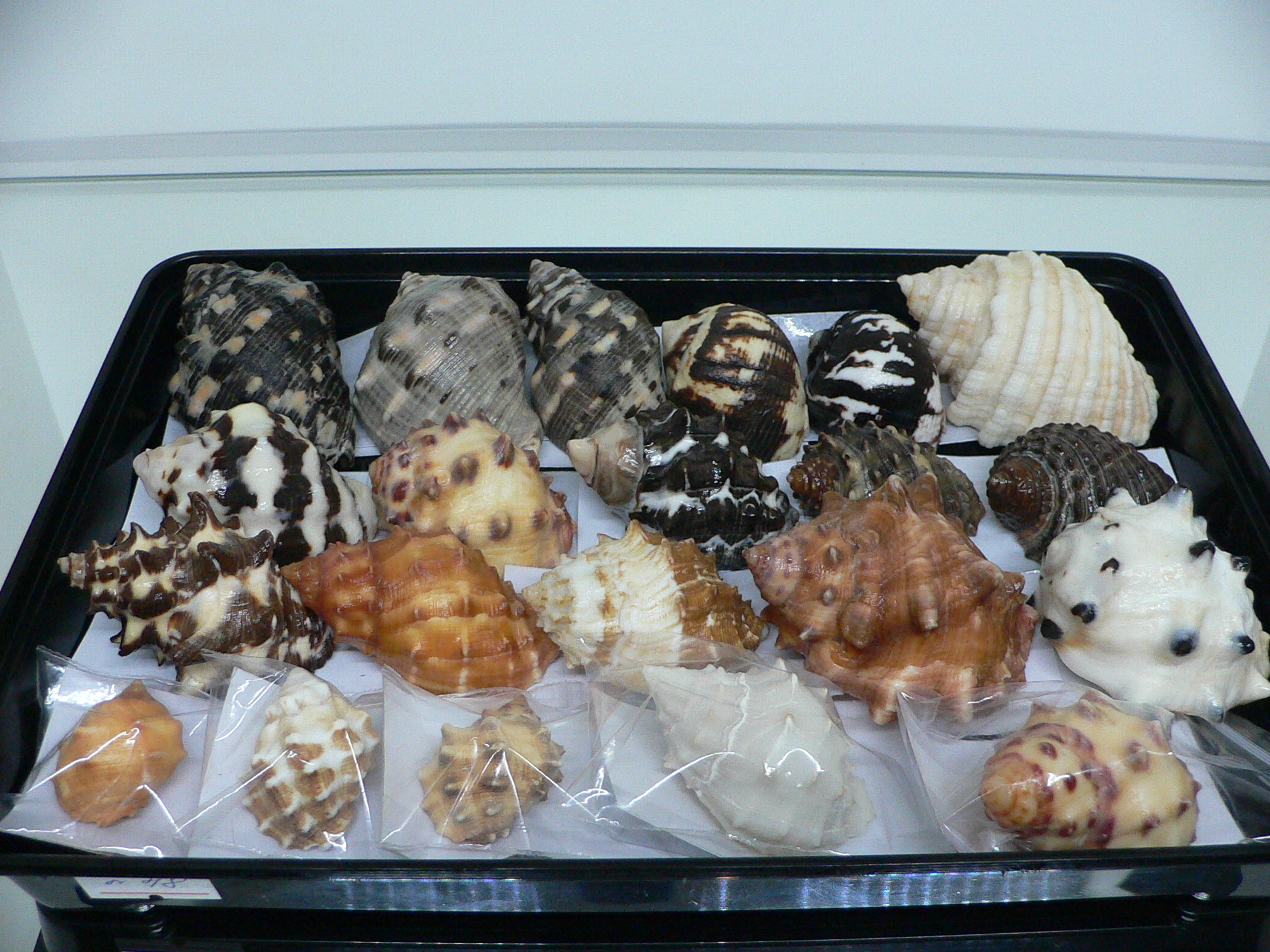 Vasula melones BICOLOR