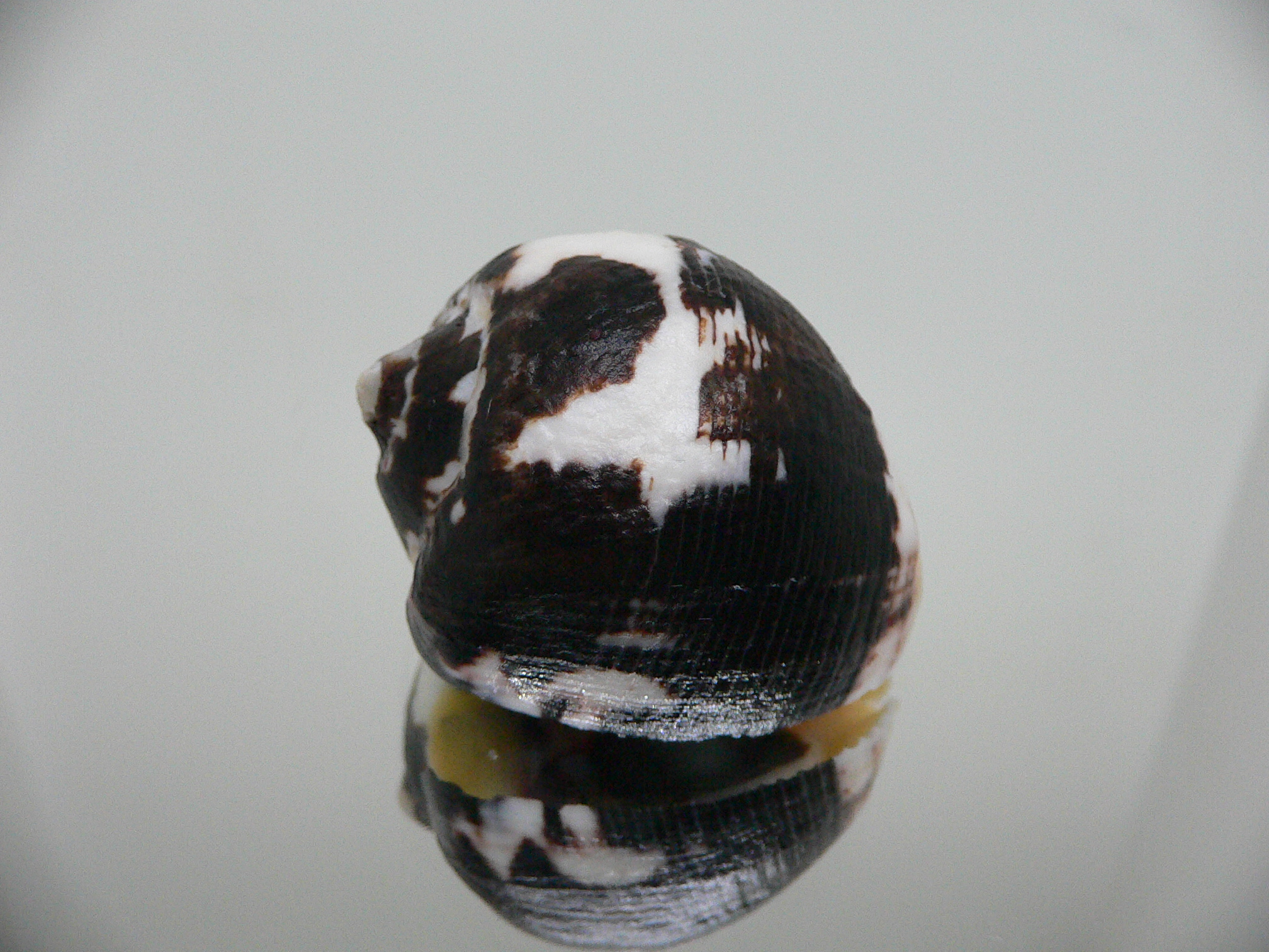 Vasula melones BICOLOR