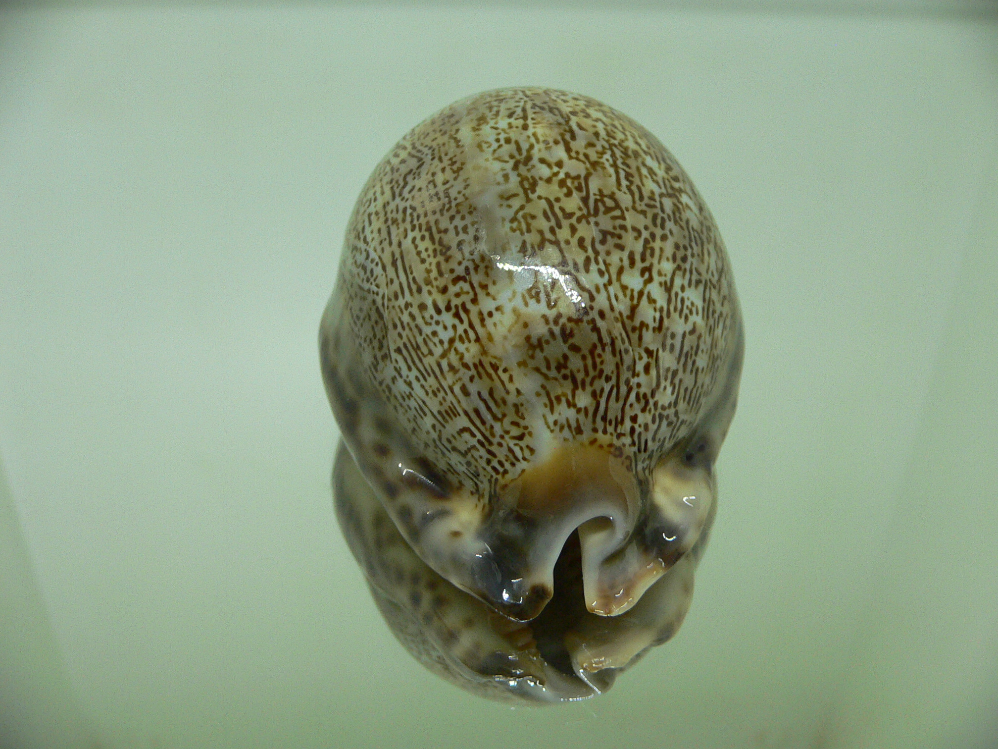 Cypraea arabica asiatica gibba (var.) ARABIAN SCRIPT