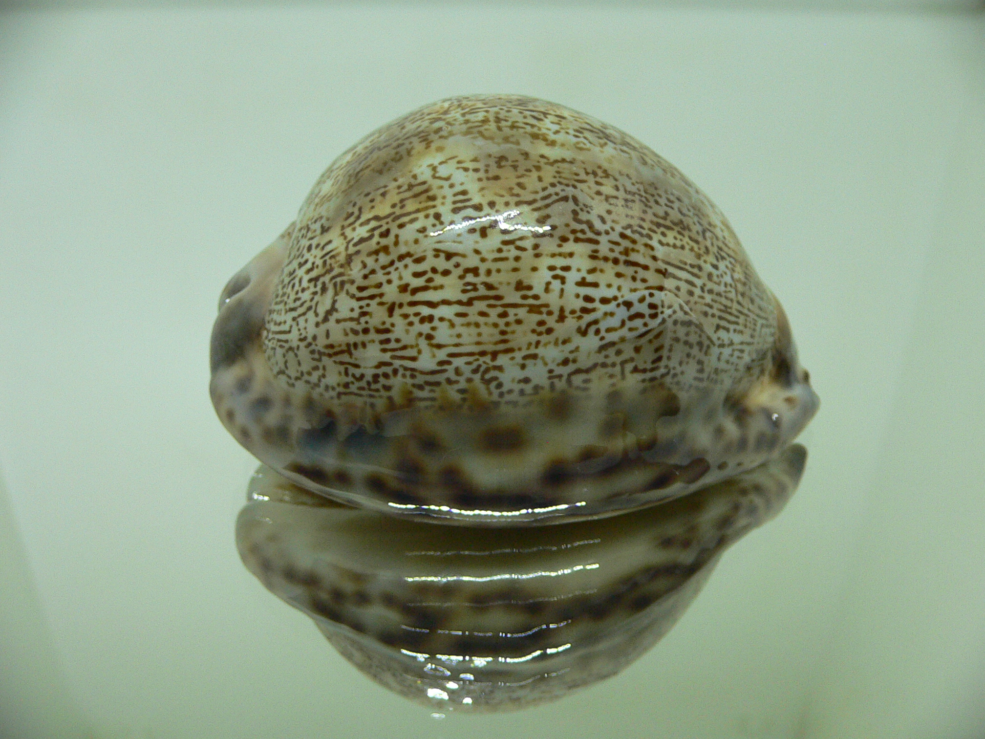 Cypraea arabica asiatica gibba (var.) ARABIAN SCRIPT