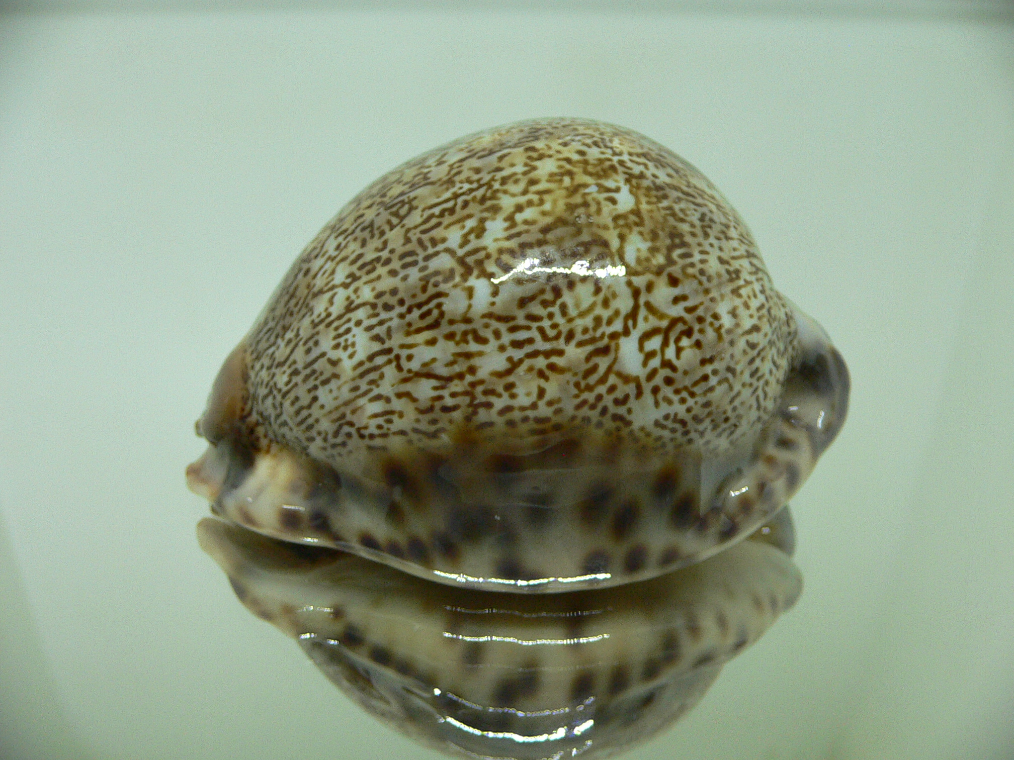 Cypraea arabica asiatica gibba (var.) ARABIAN SCRIPT