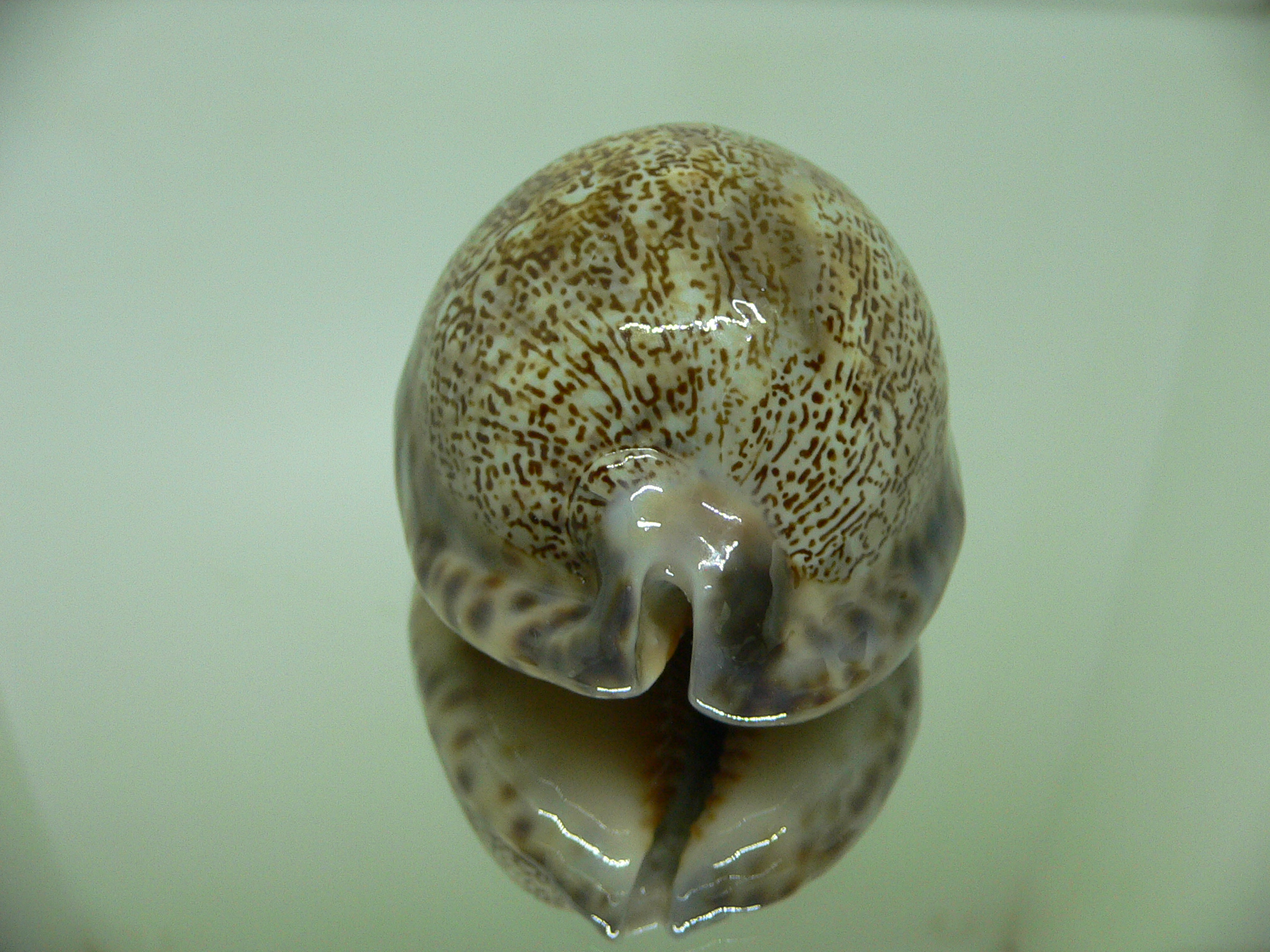 Cypraea arabica asiatica gibba (var.) ARABIAN SCRIPT