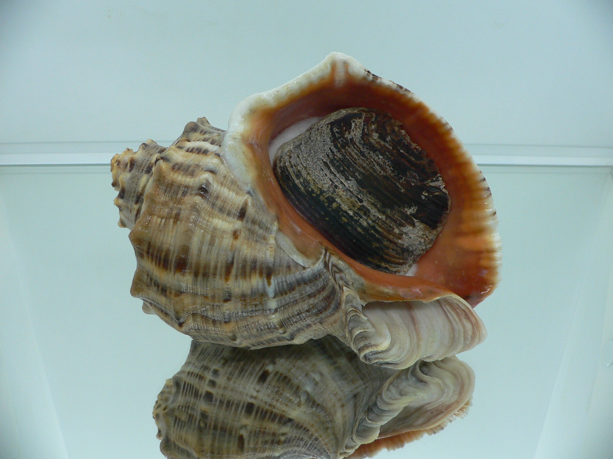Rapana venosa MONSTER