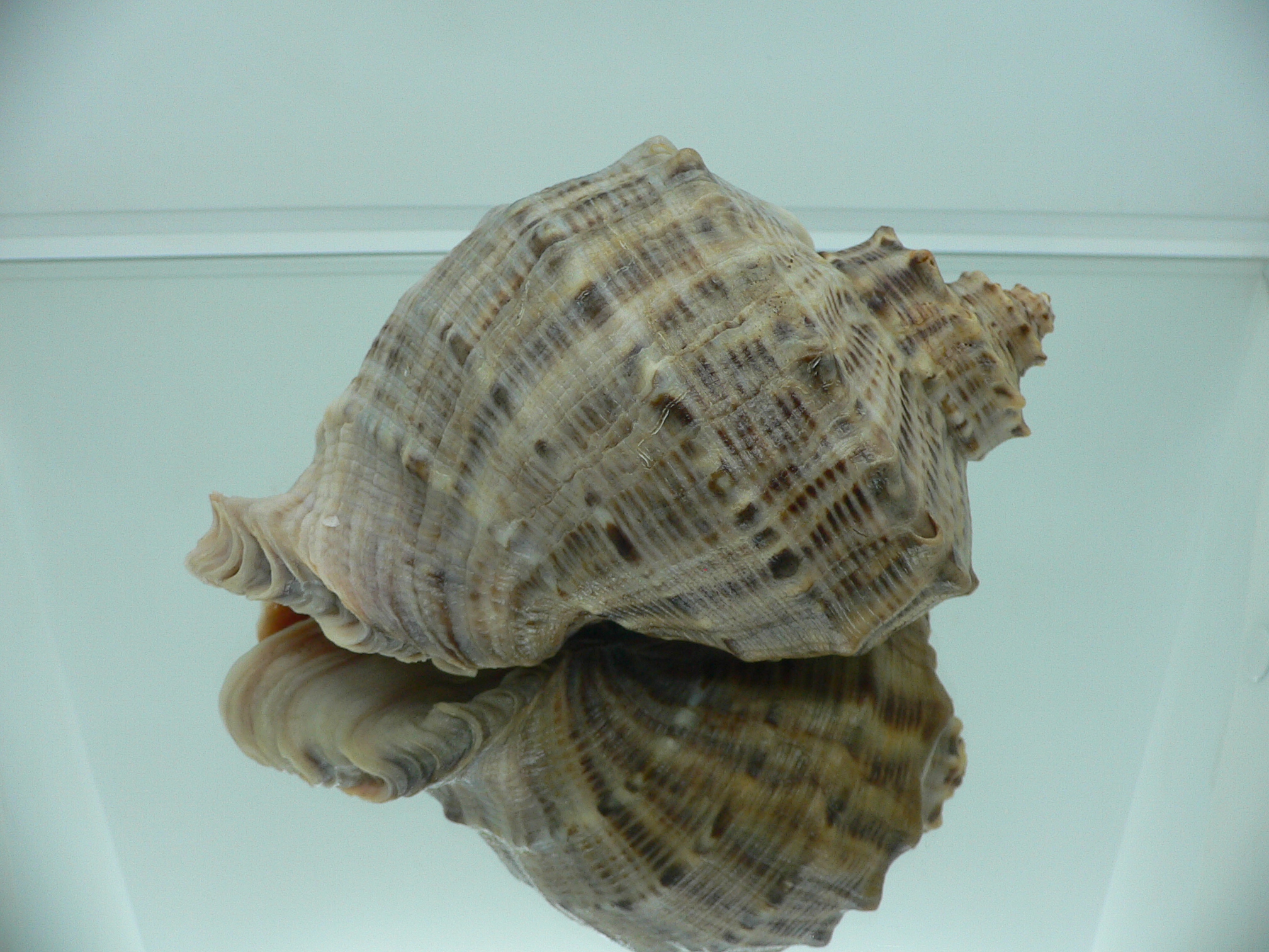Rapana venosa MONSTER