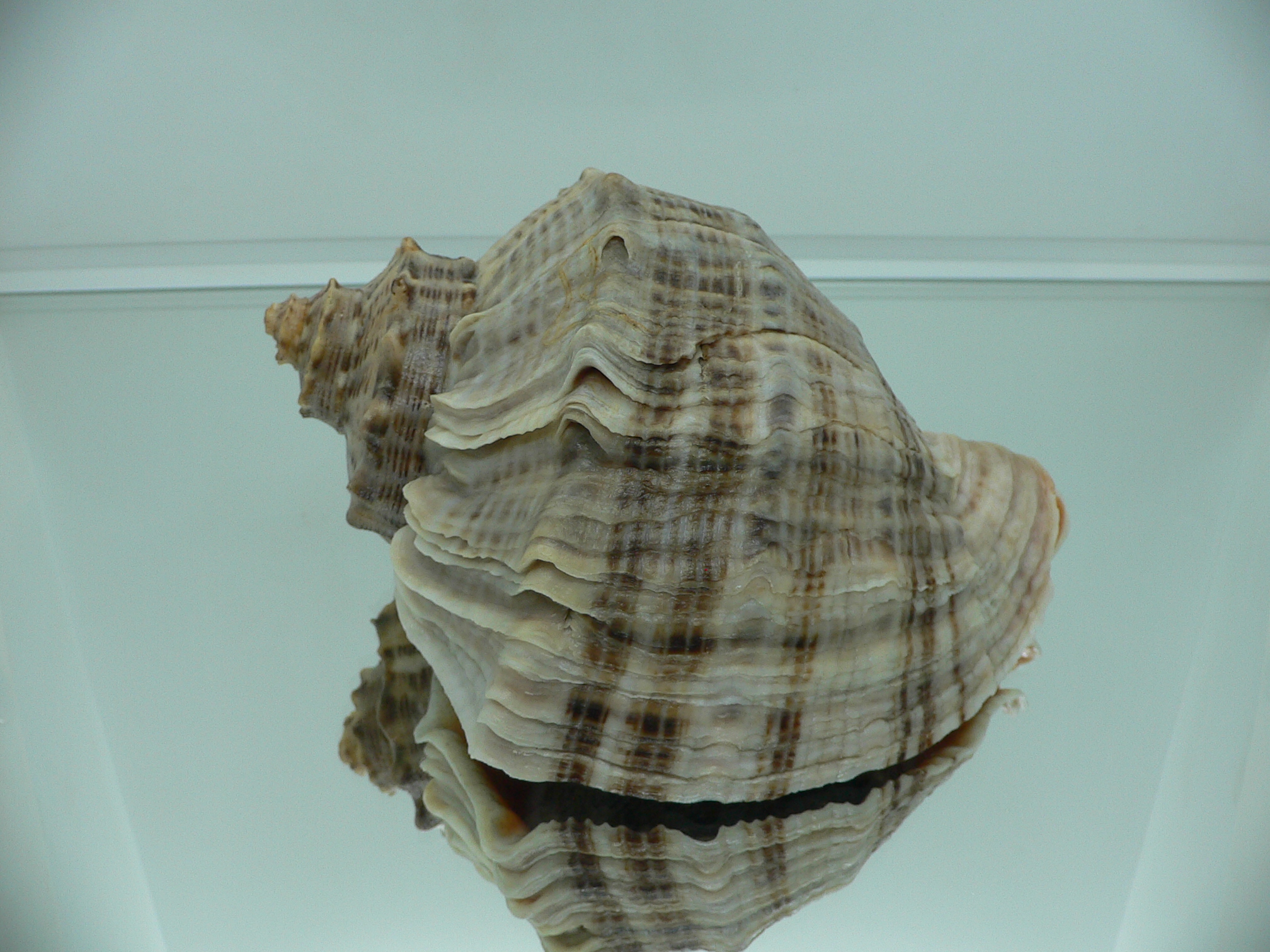 Rapana venosa MONSTER