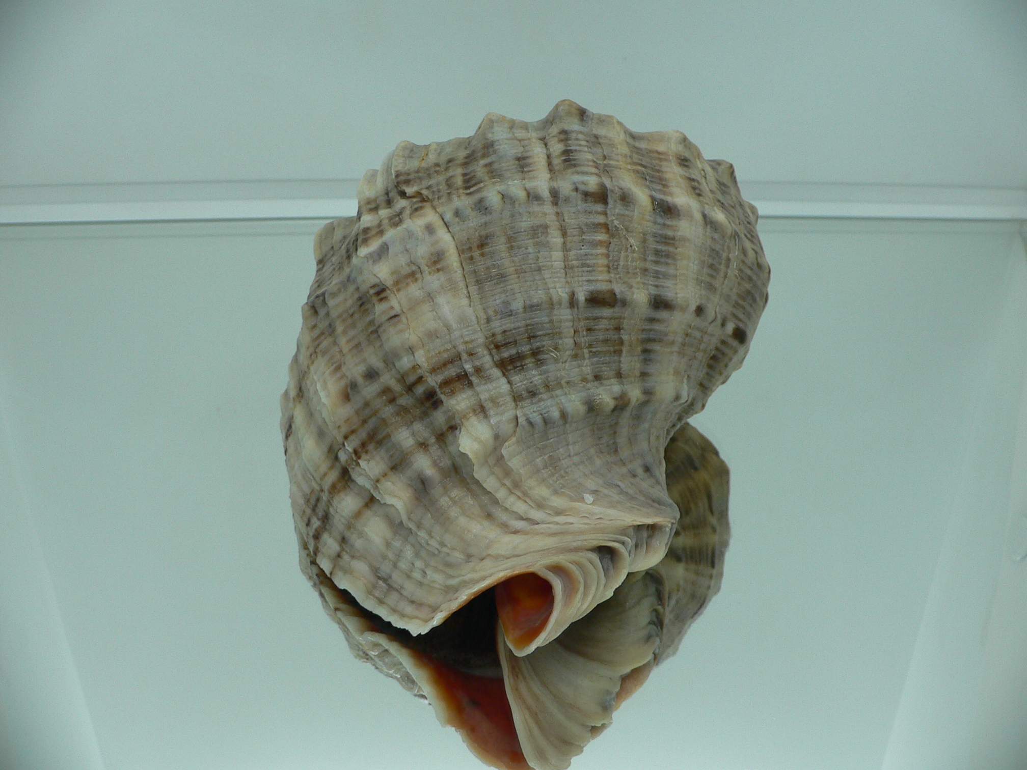 Rapana venosa MONSTER