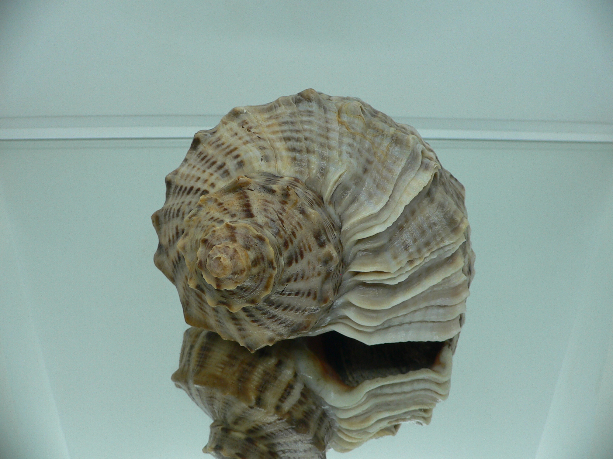 Rapana venosa MONSTER