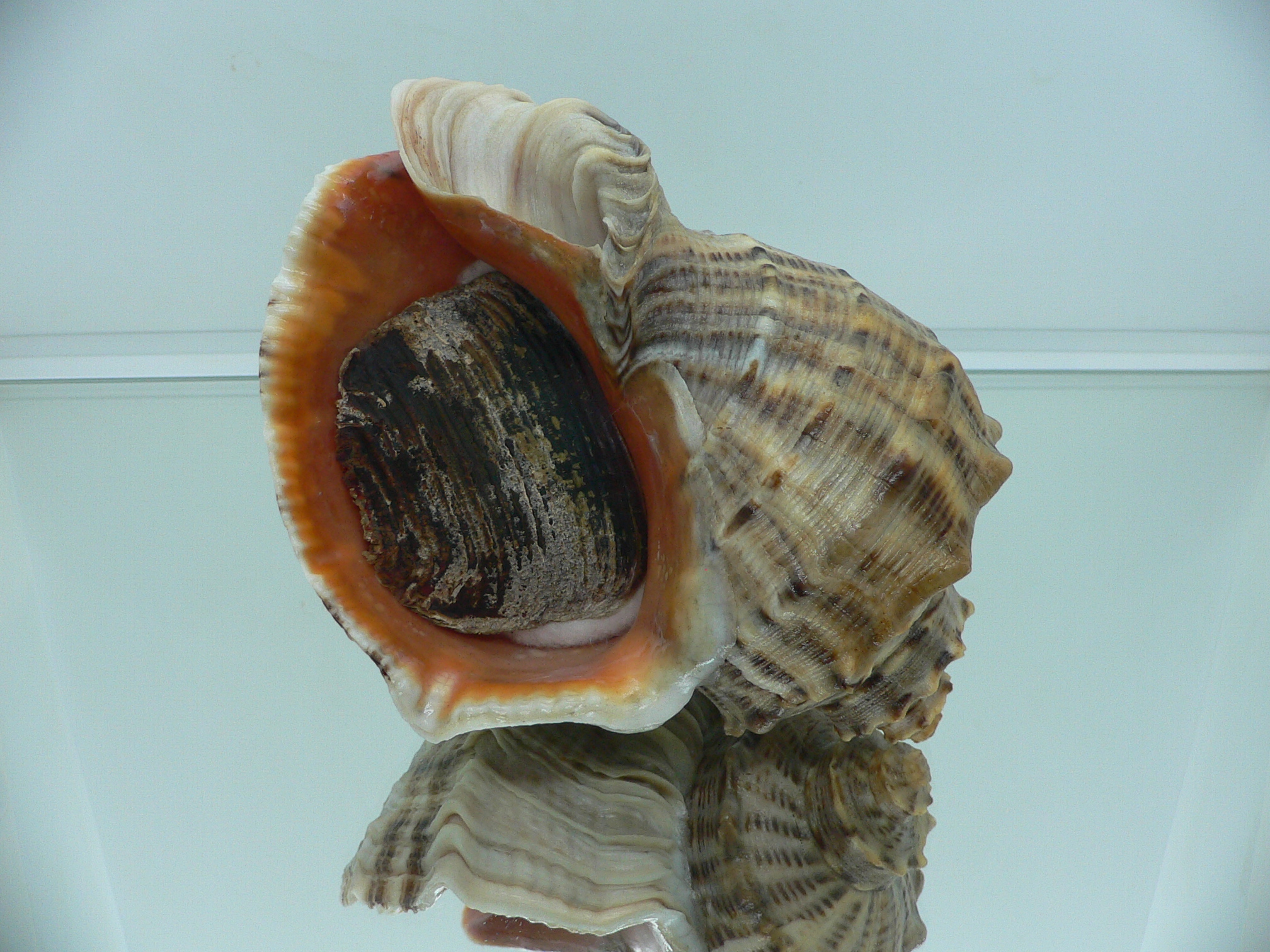 Rapana venosa MONSTER