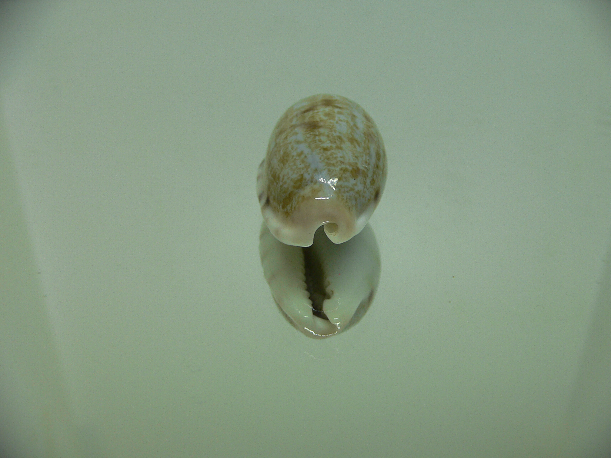 Talostolida pellucens alisonae (var.) BIG