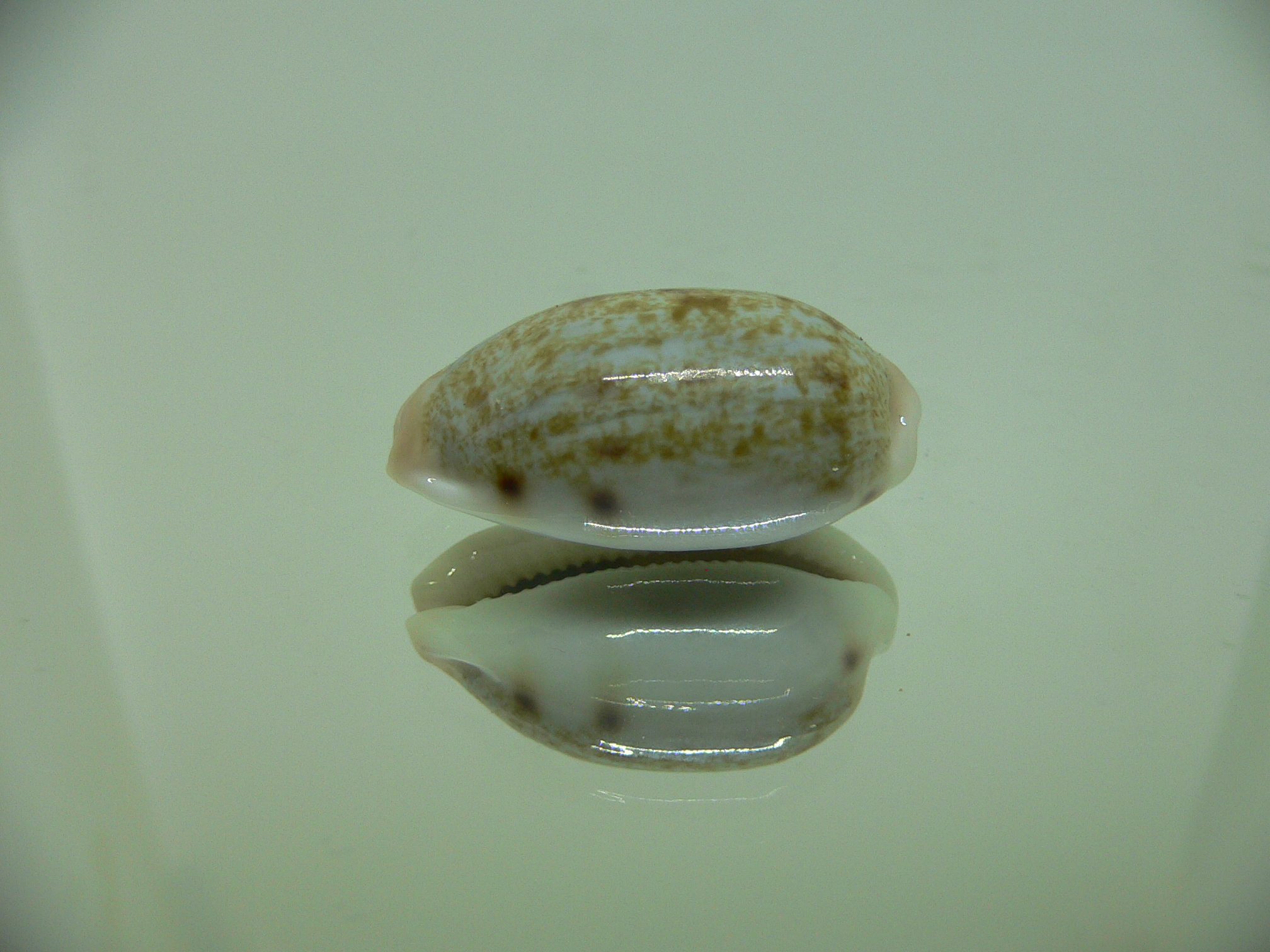 Talostolida pellucens alisonae (var.) BIG