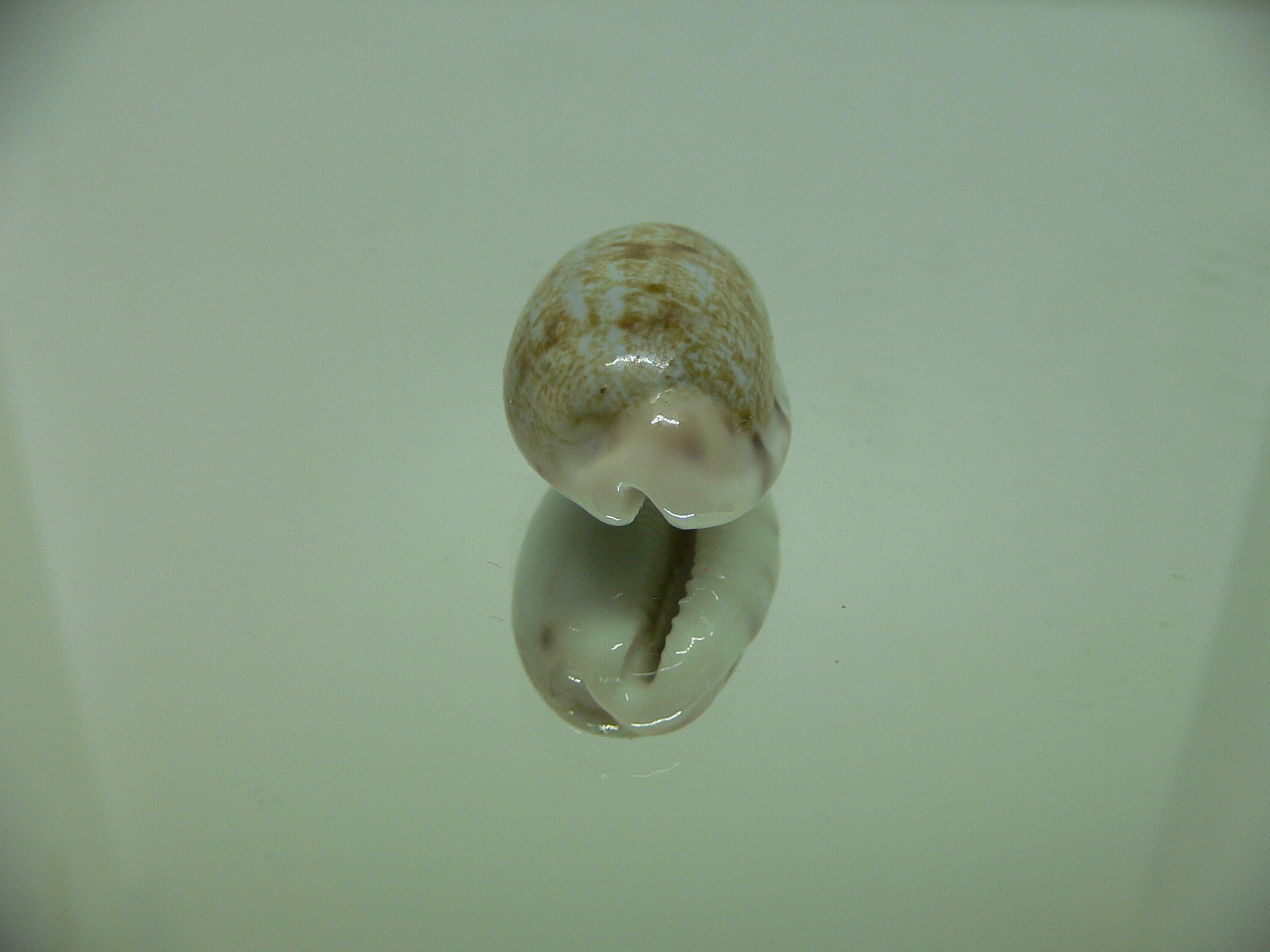 Talostolida pellucens alisonae (var.) BIG