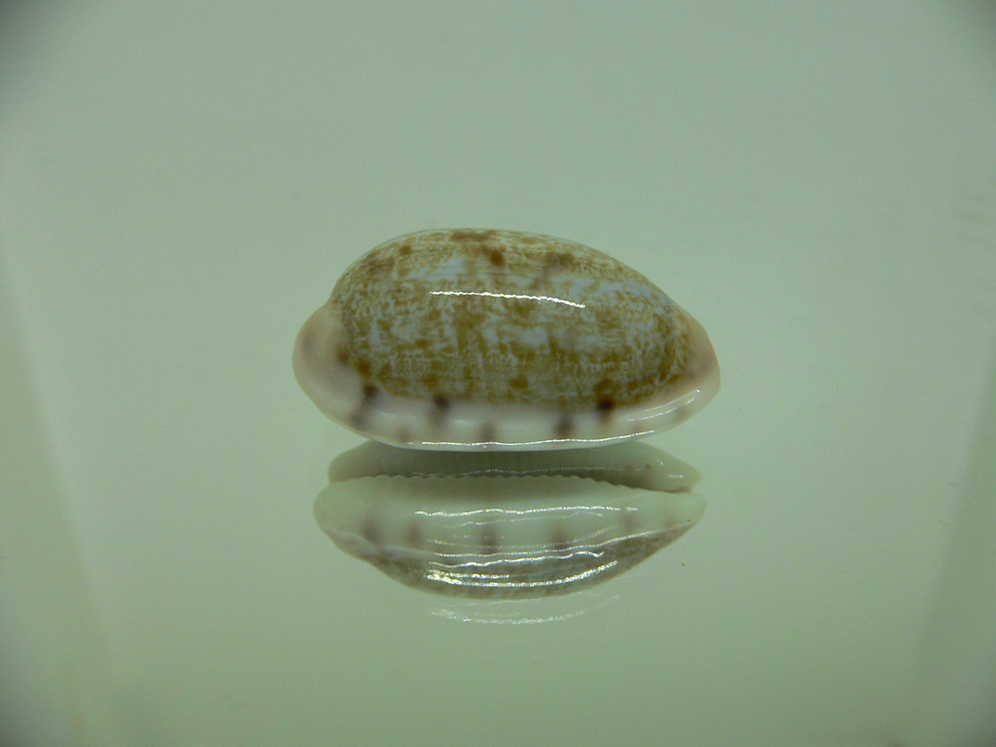 Talostolida pellucens alisonae (var.) BIG
