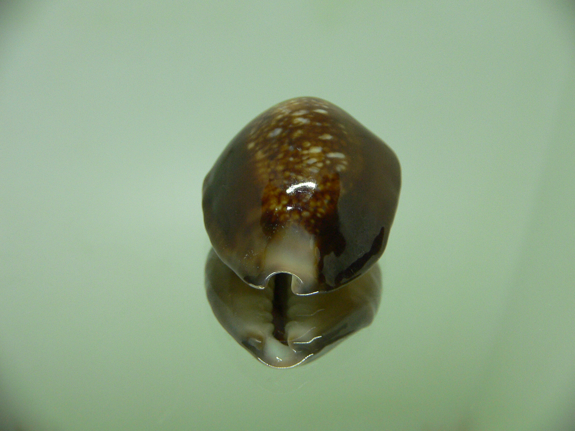 Cypraea caputserpentis DARK