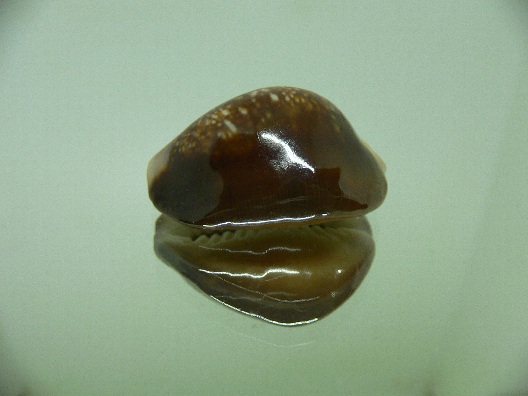 Cypraea caputserpentis DARK