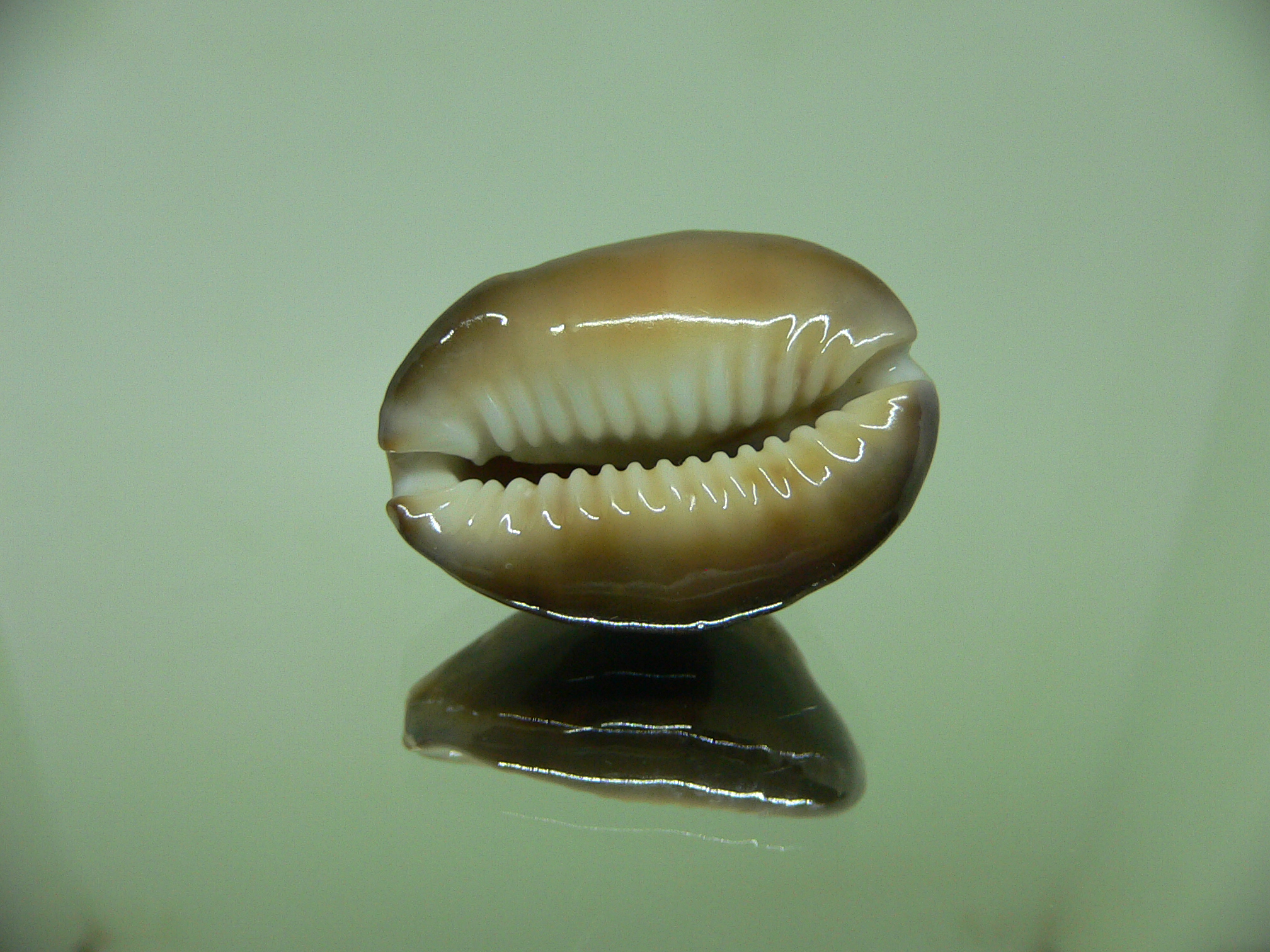 Cypraea caputserpentis DARK