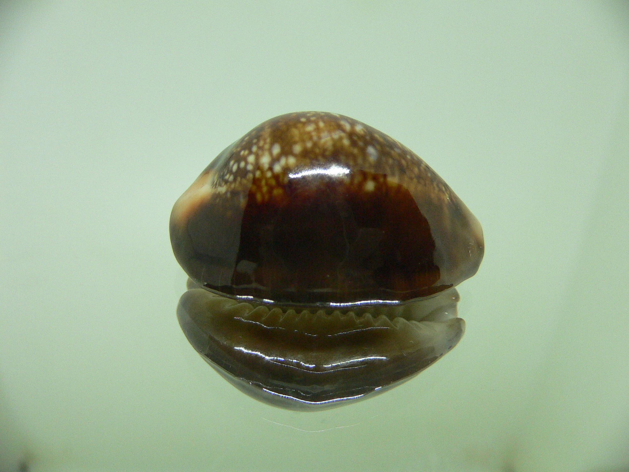 Cypraea caputserpentis DARK