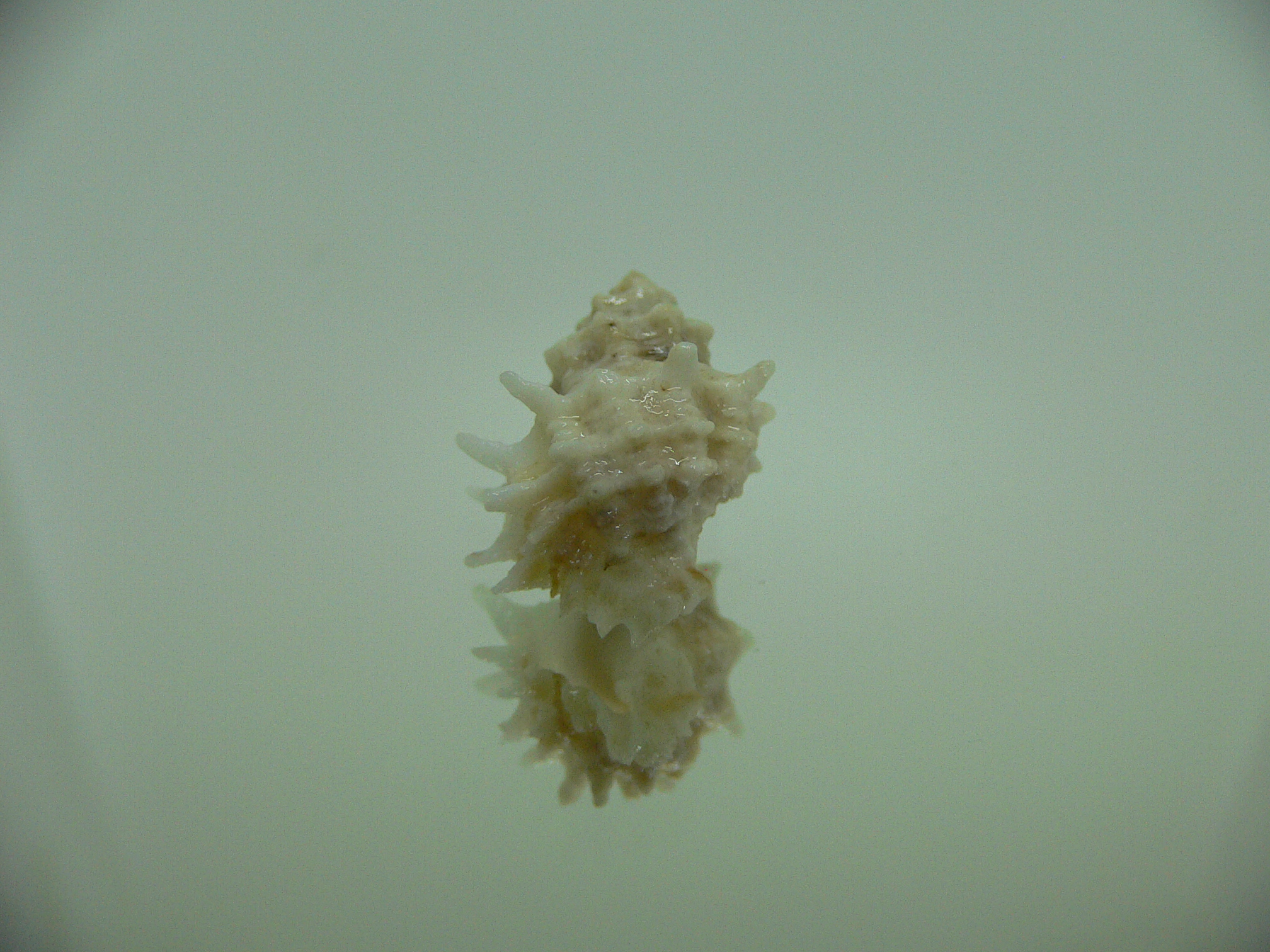 Babelomurex bernardi ENDEMIC