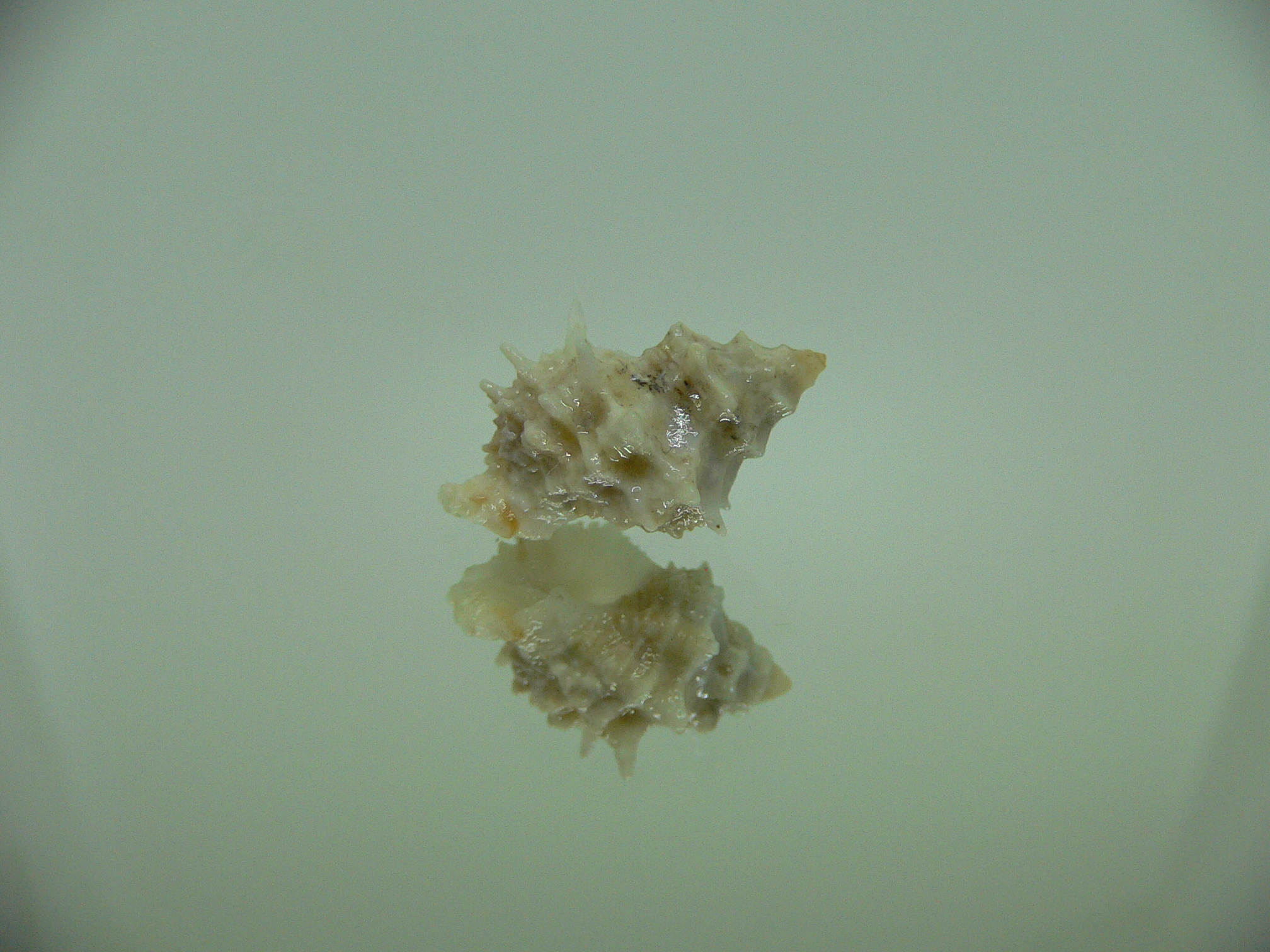 Babelomurex bernardi ENDEMIC