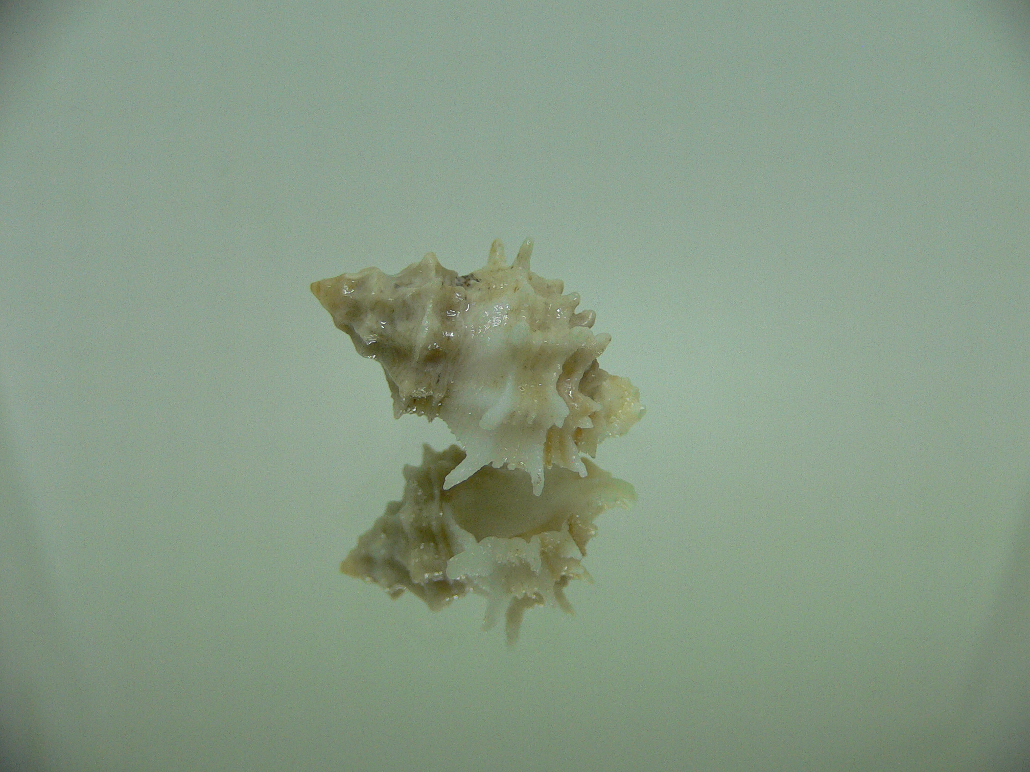 Babelomurex bernardi ENDEMIC