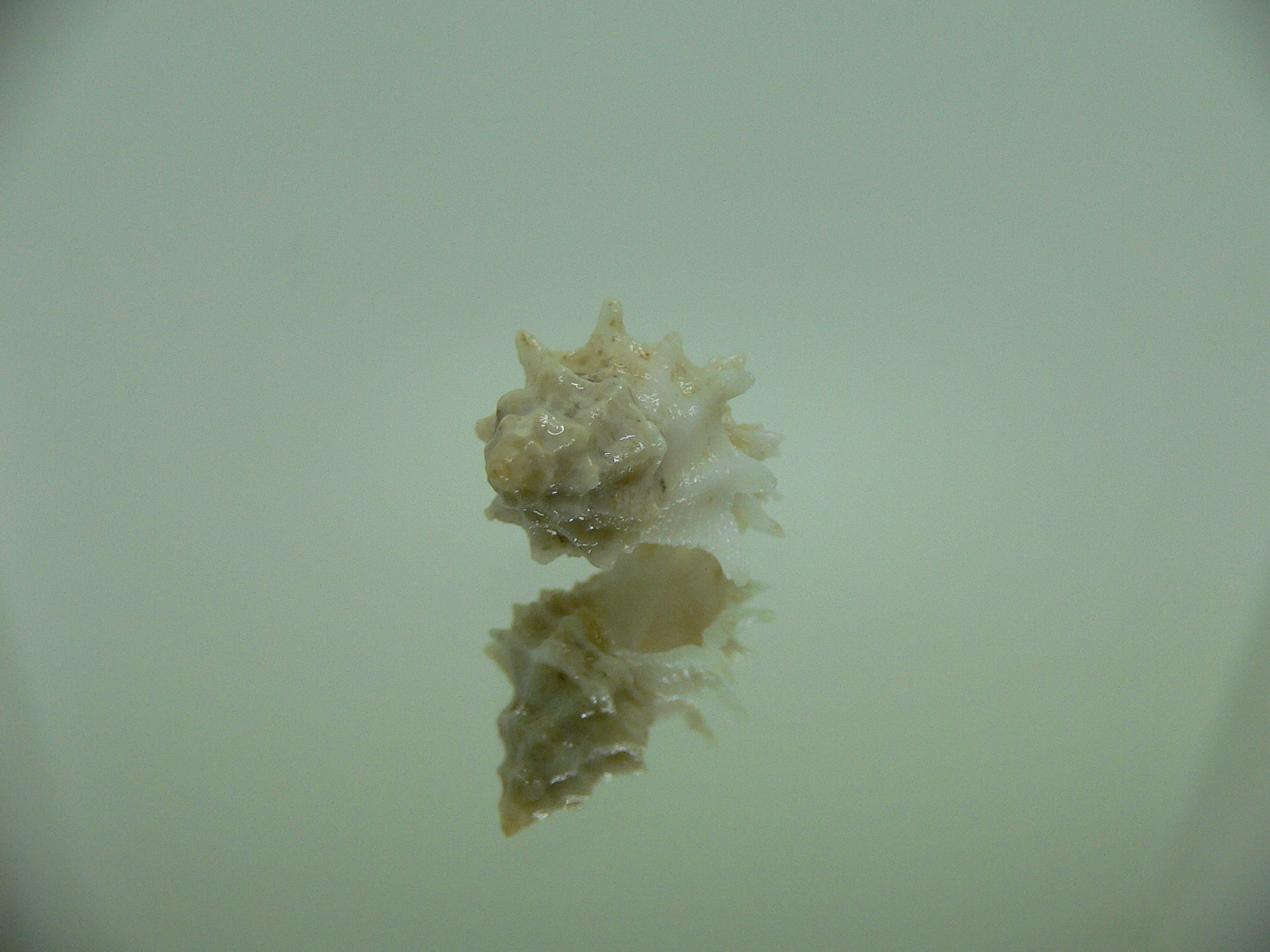 Babelomurex bernardi ENDEMIC