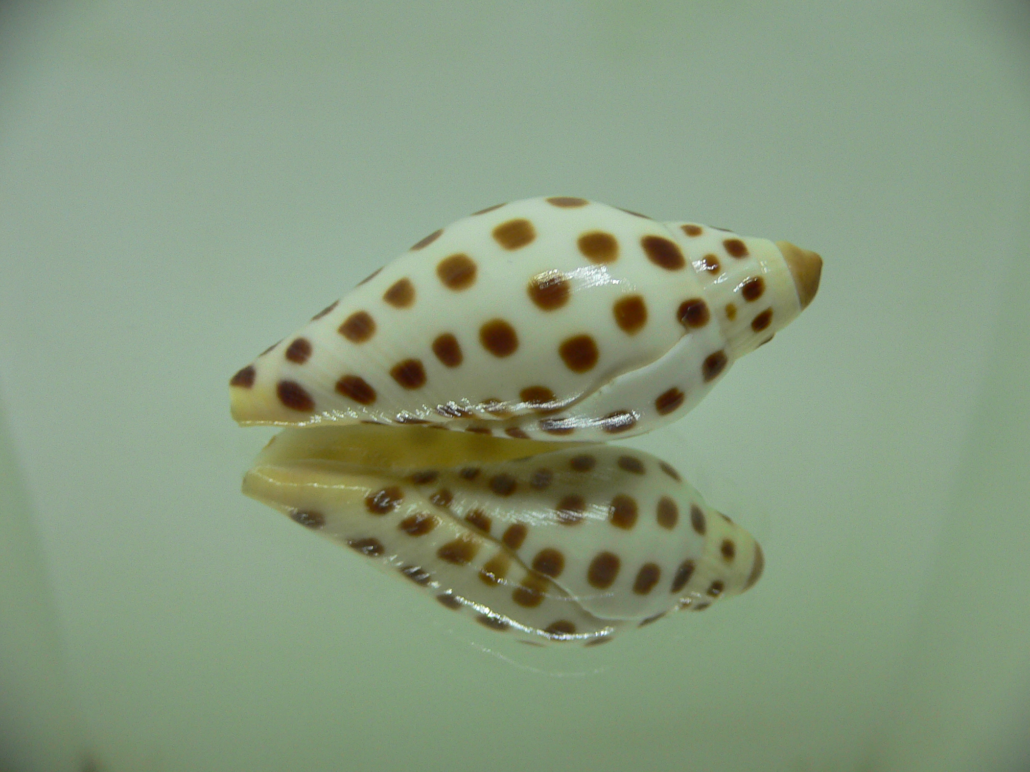 Scaphella junonia junonia RARE & DWARF