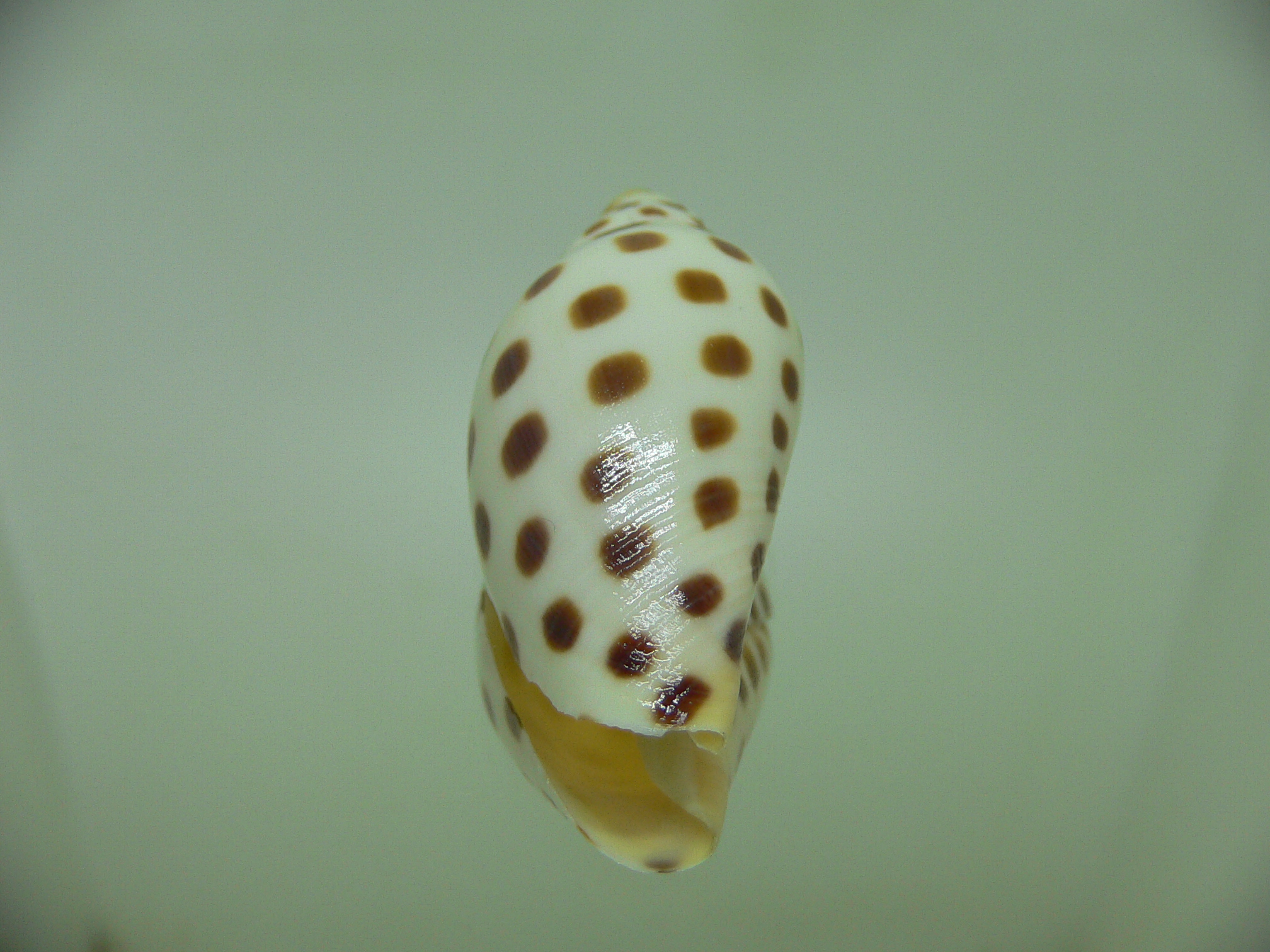 Scaphella junonia junonia RARE & DWARF