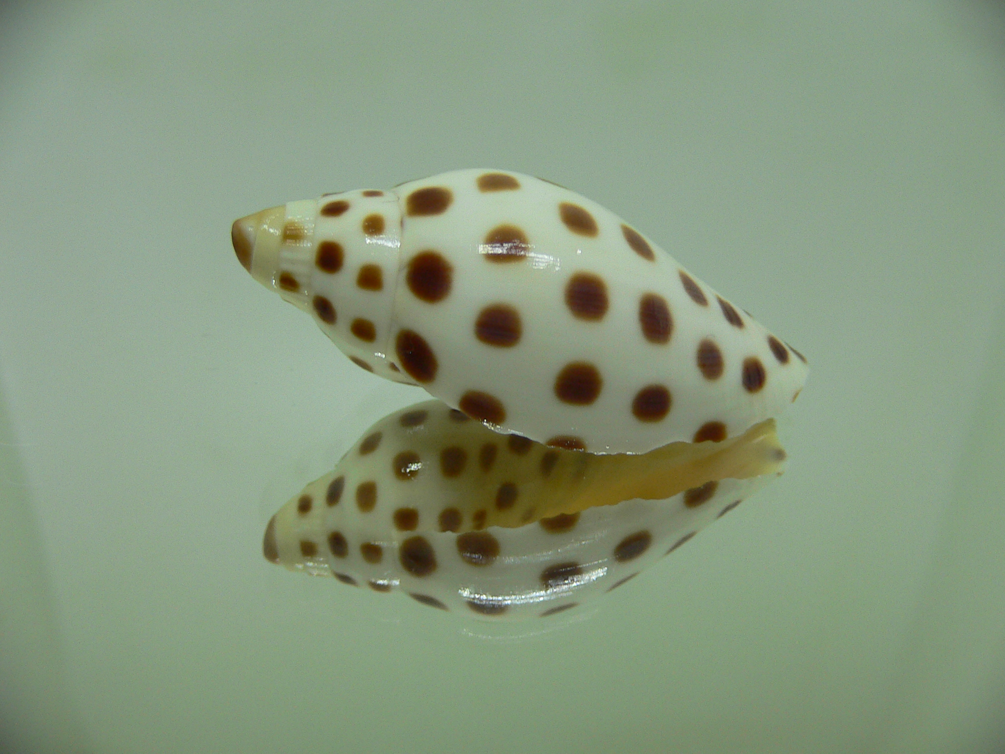 Scaphella junonia junonia RARE & DWARF