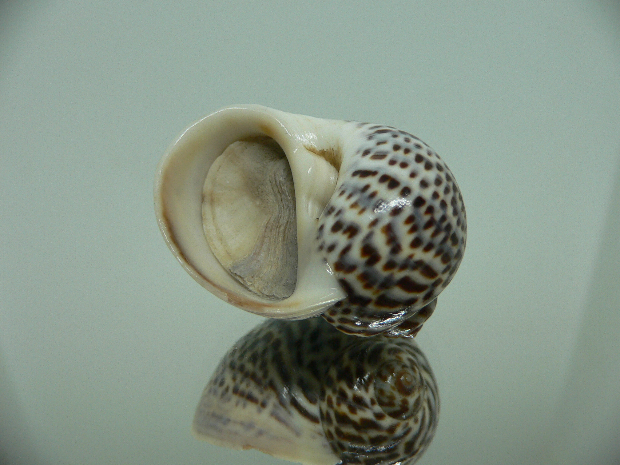 Notocochlis tigrina tigrina DARK PHYTON