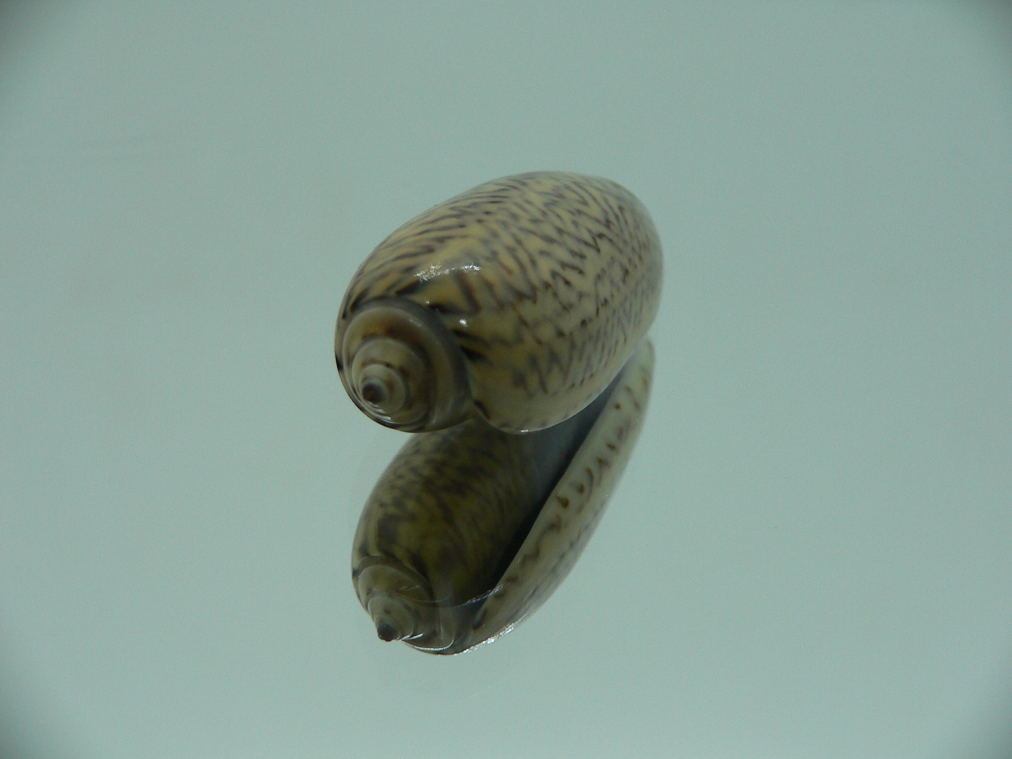 Oliva mustelina virgata IDEAL