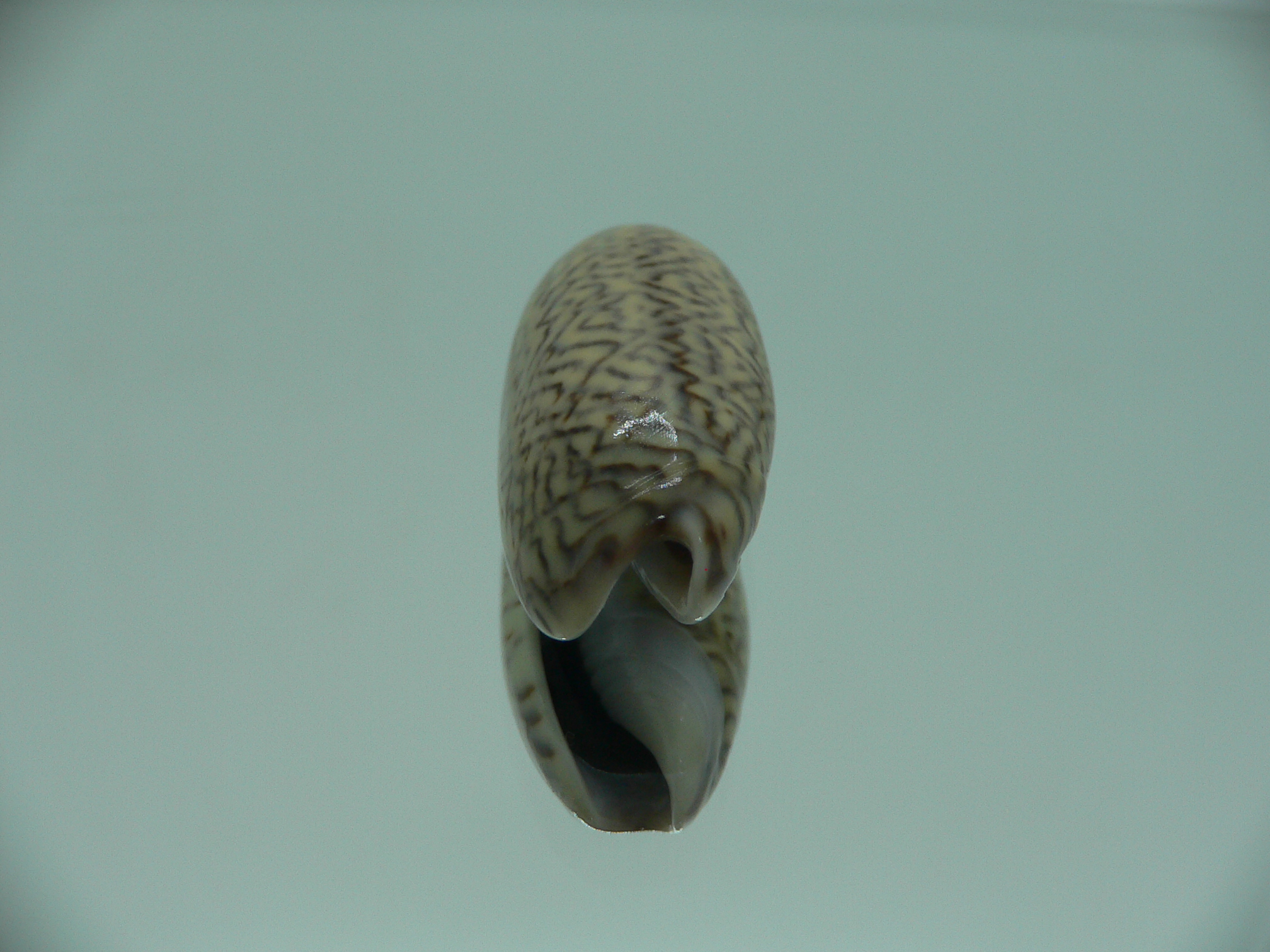 Oliva mustelina virgata IDEAL