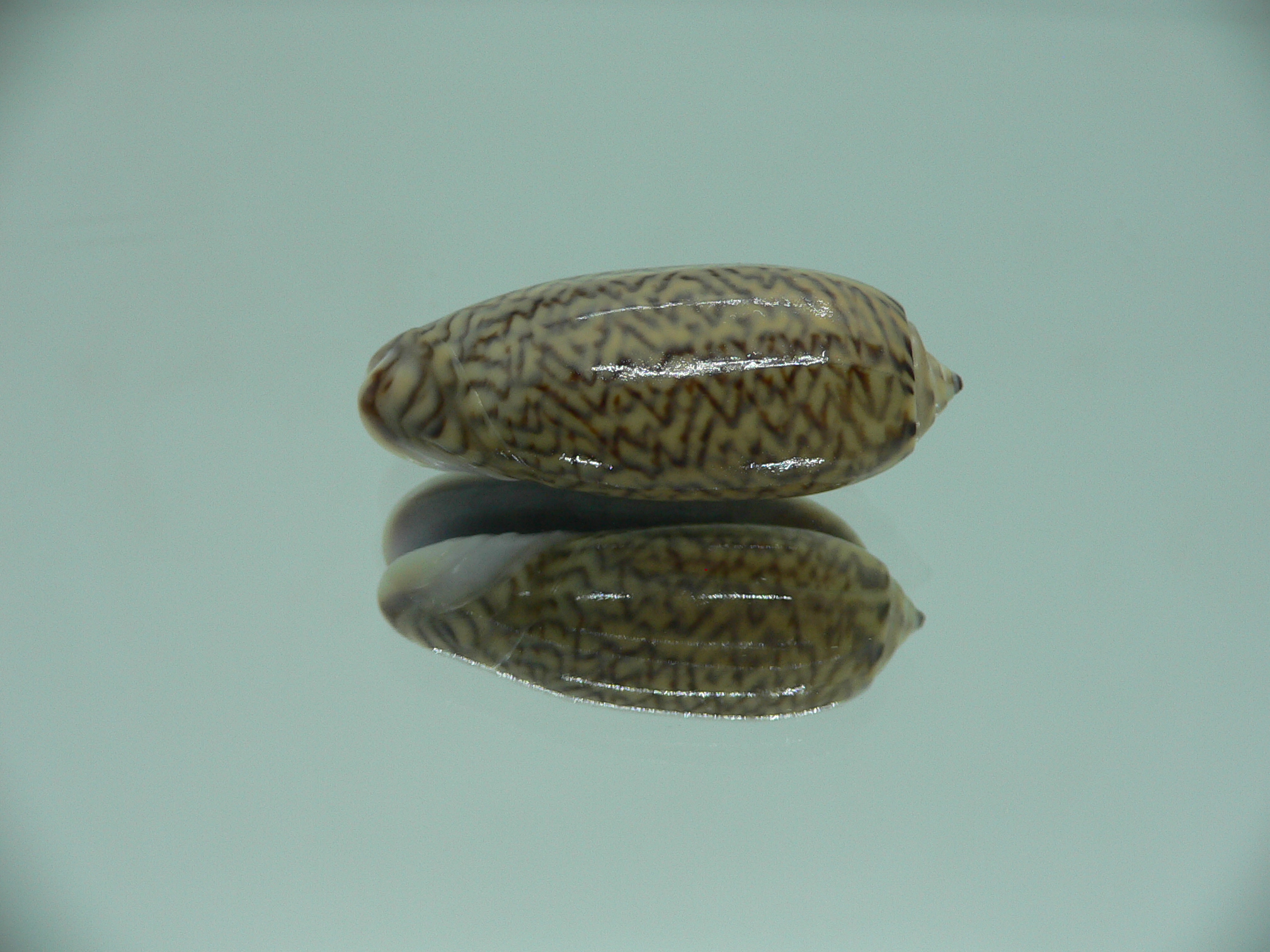 Oliva mustelina virgata IDEAL