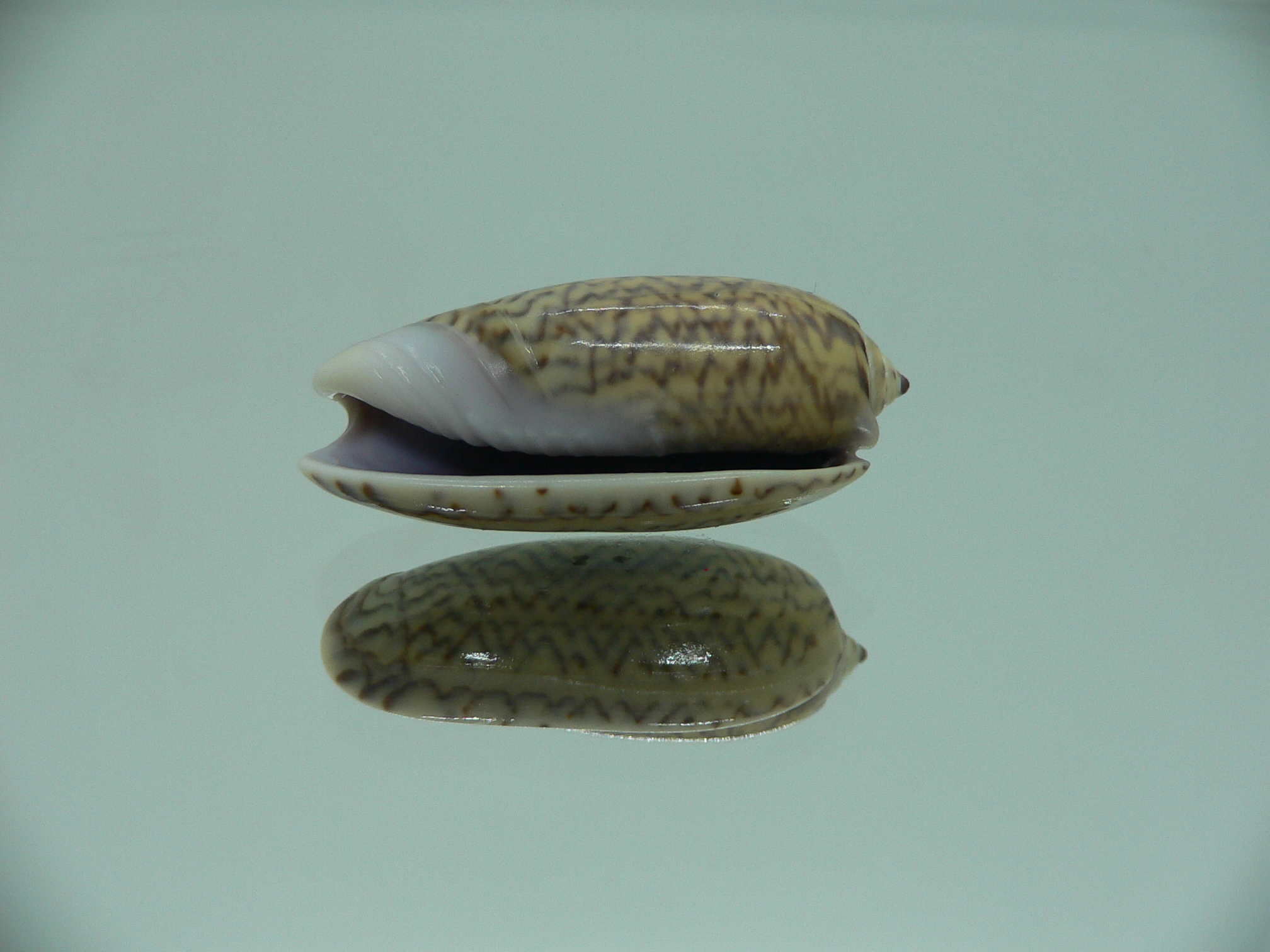 Oliva mustelina virgata IDEAL