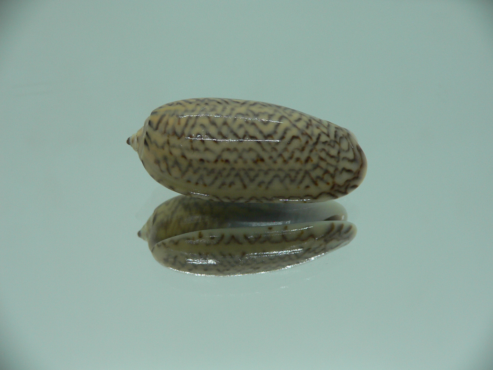 Oliva mustelina virgata IDEAL