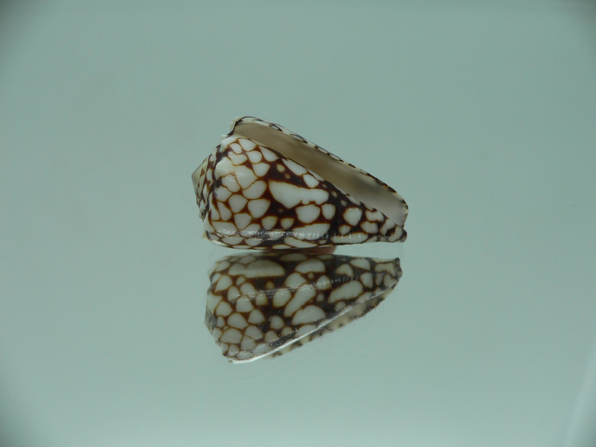 Conus vidua