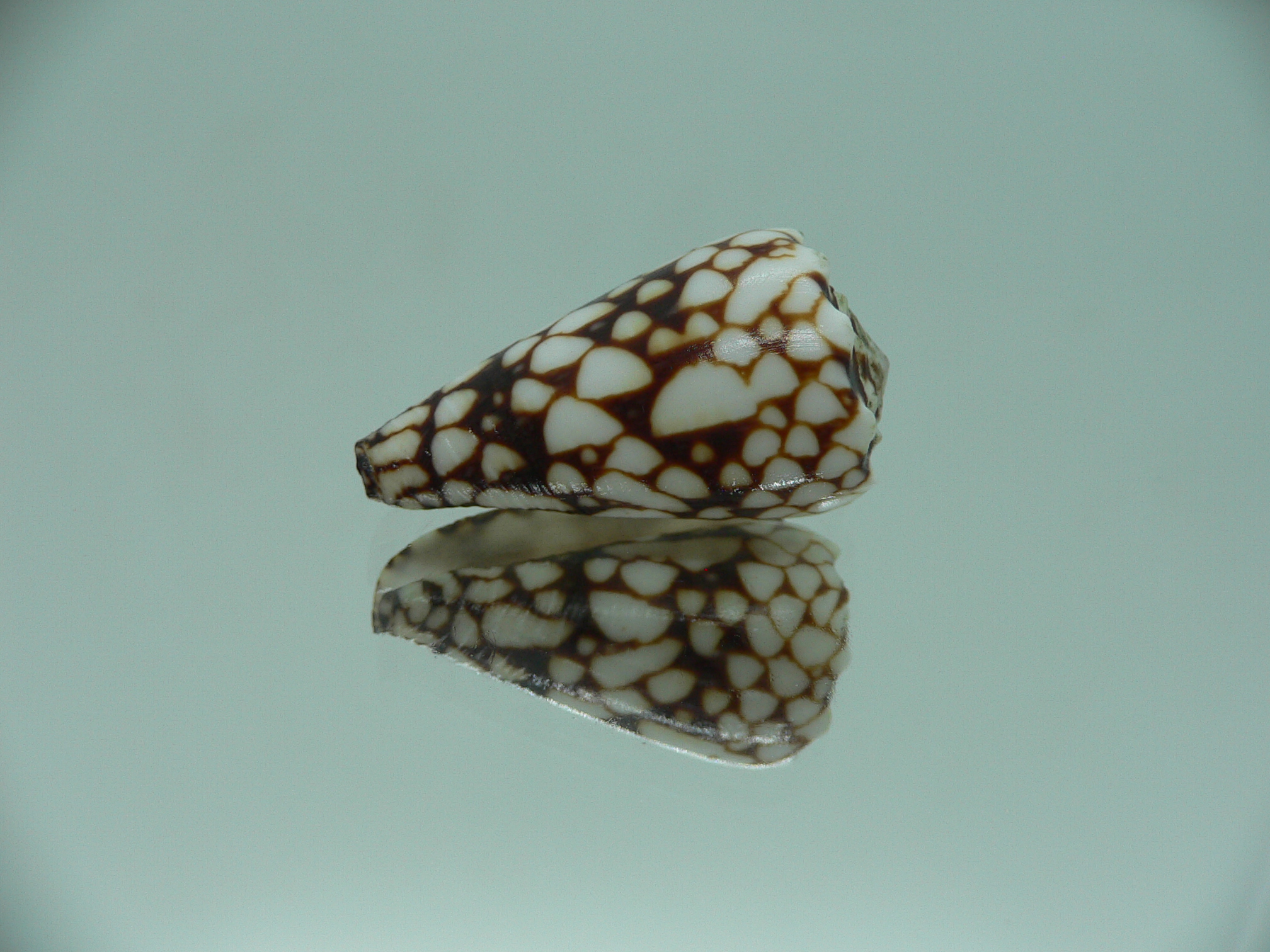 Conus vidua