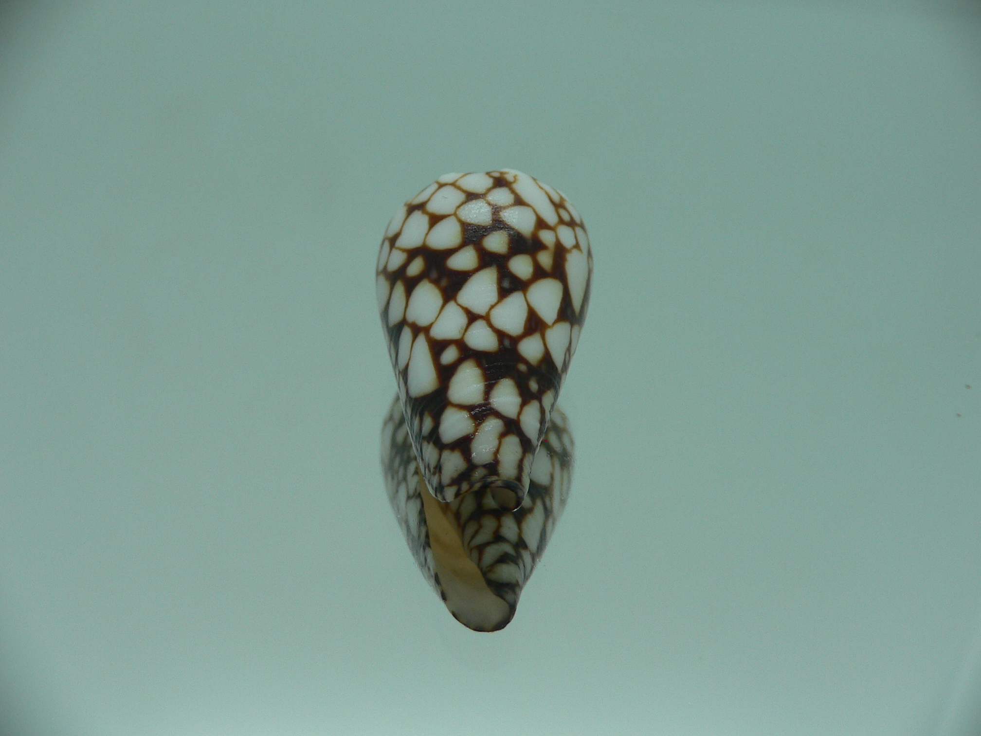 Conus vidua