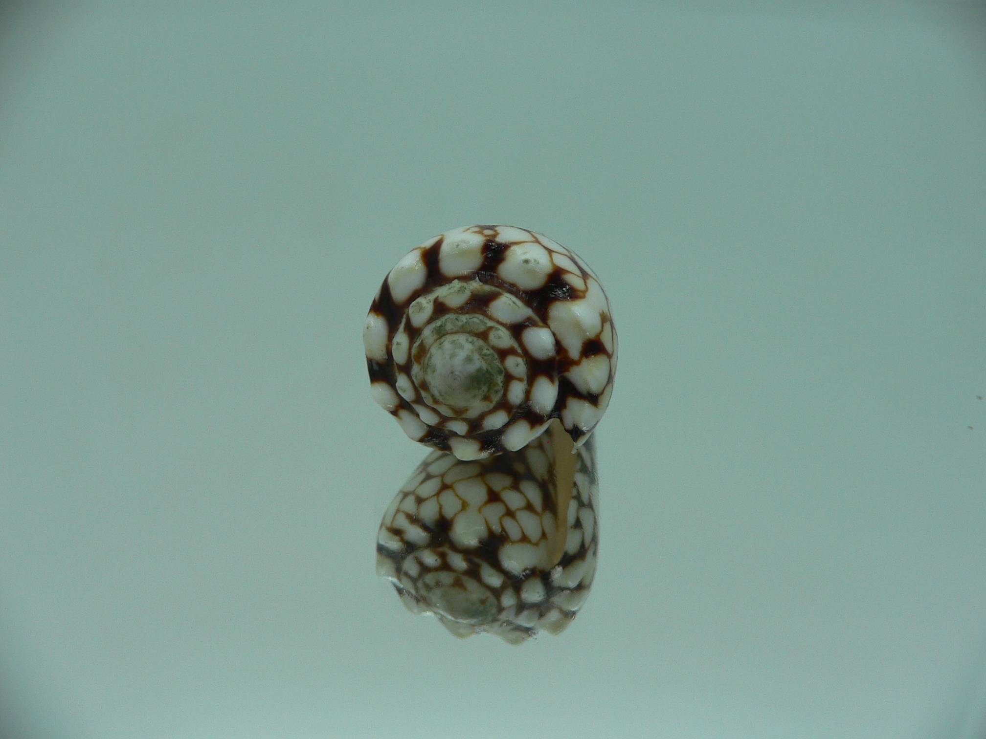 Conus vidua